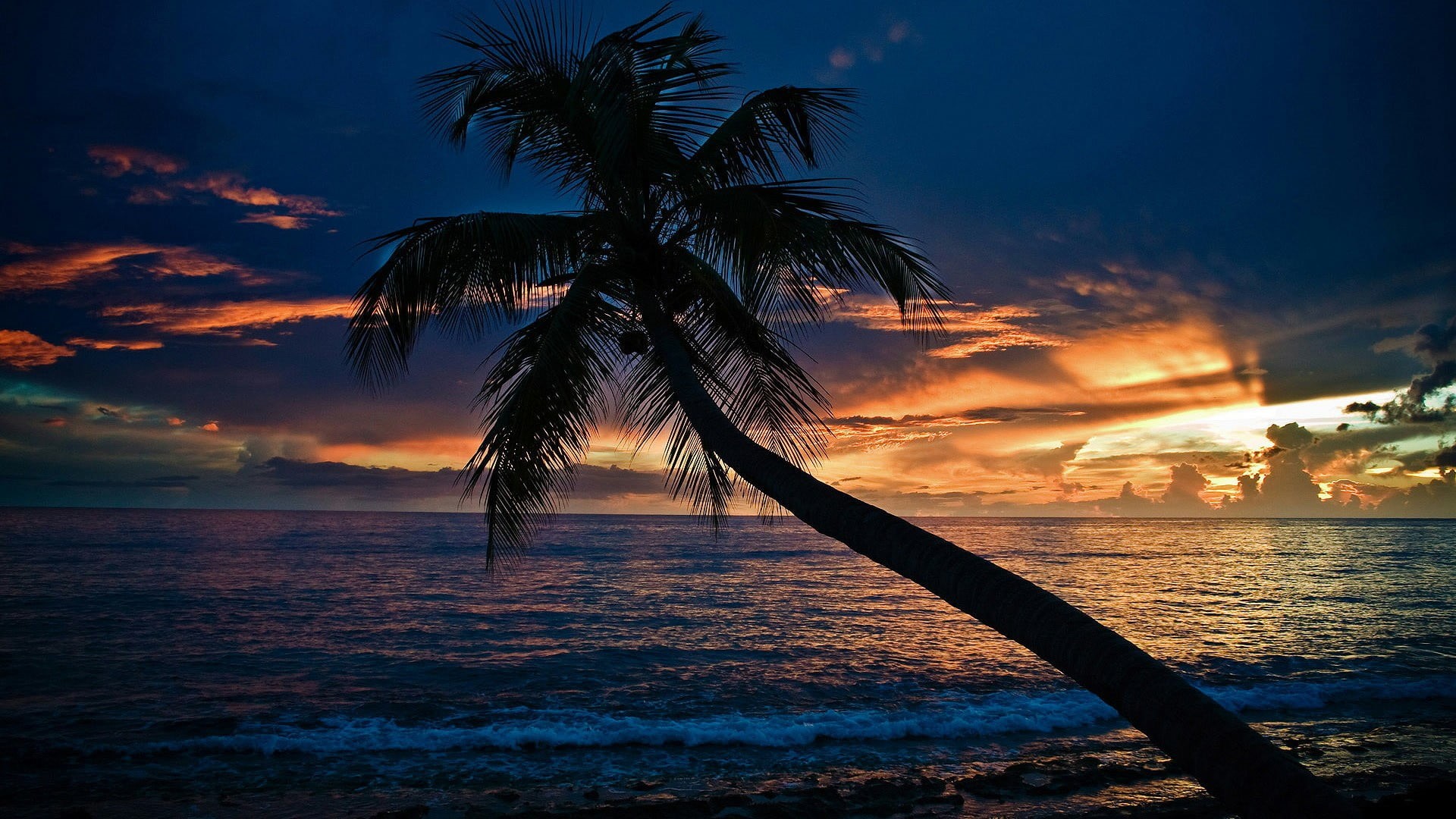 evening, horizon, tree, tropics, outdoors, land, scenics - nature, summer, 1080P, plant, silhouette, sunset, tropical tree, tranquility, tranquil scene, HD Wallpaper
