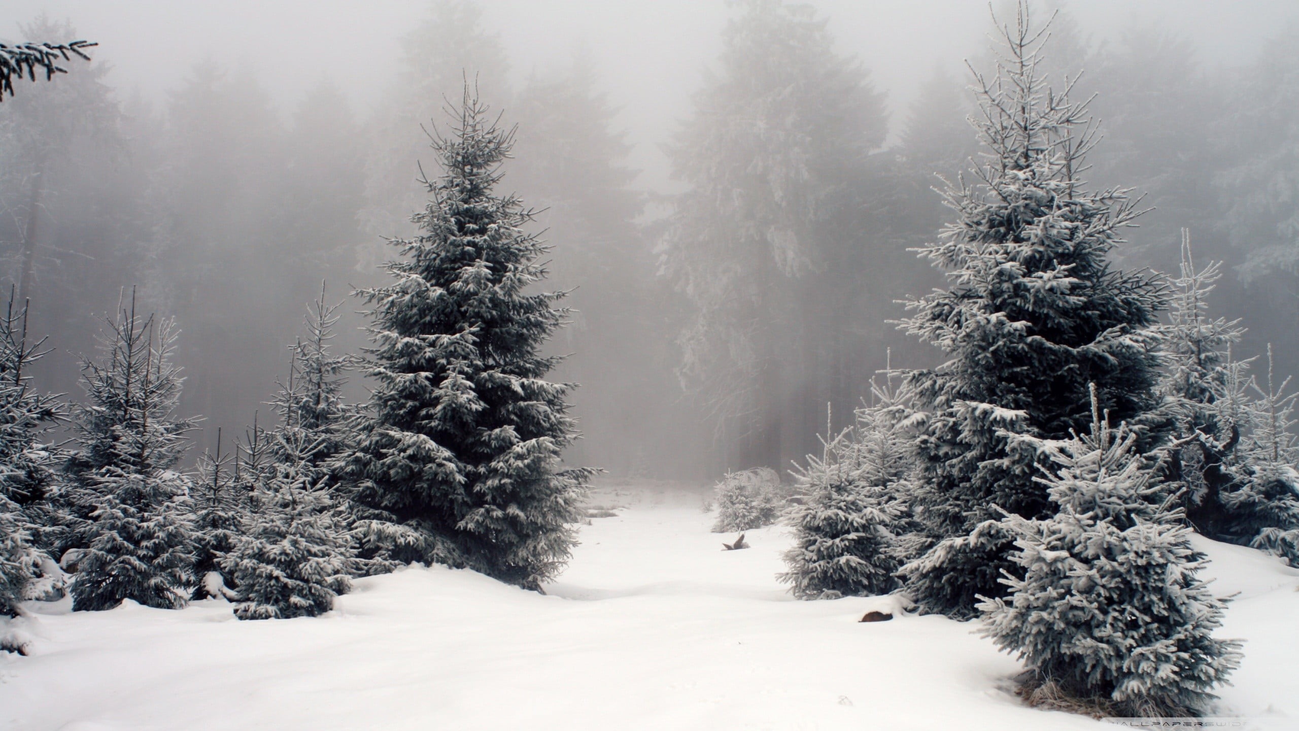 snow, land, fog, tranquility, scenics - nature, nature, frozen, plant, no people, woodland, snowcapped mountain, snowing, 2K, forest, pine tree, landscape, HD Wallpaper