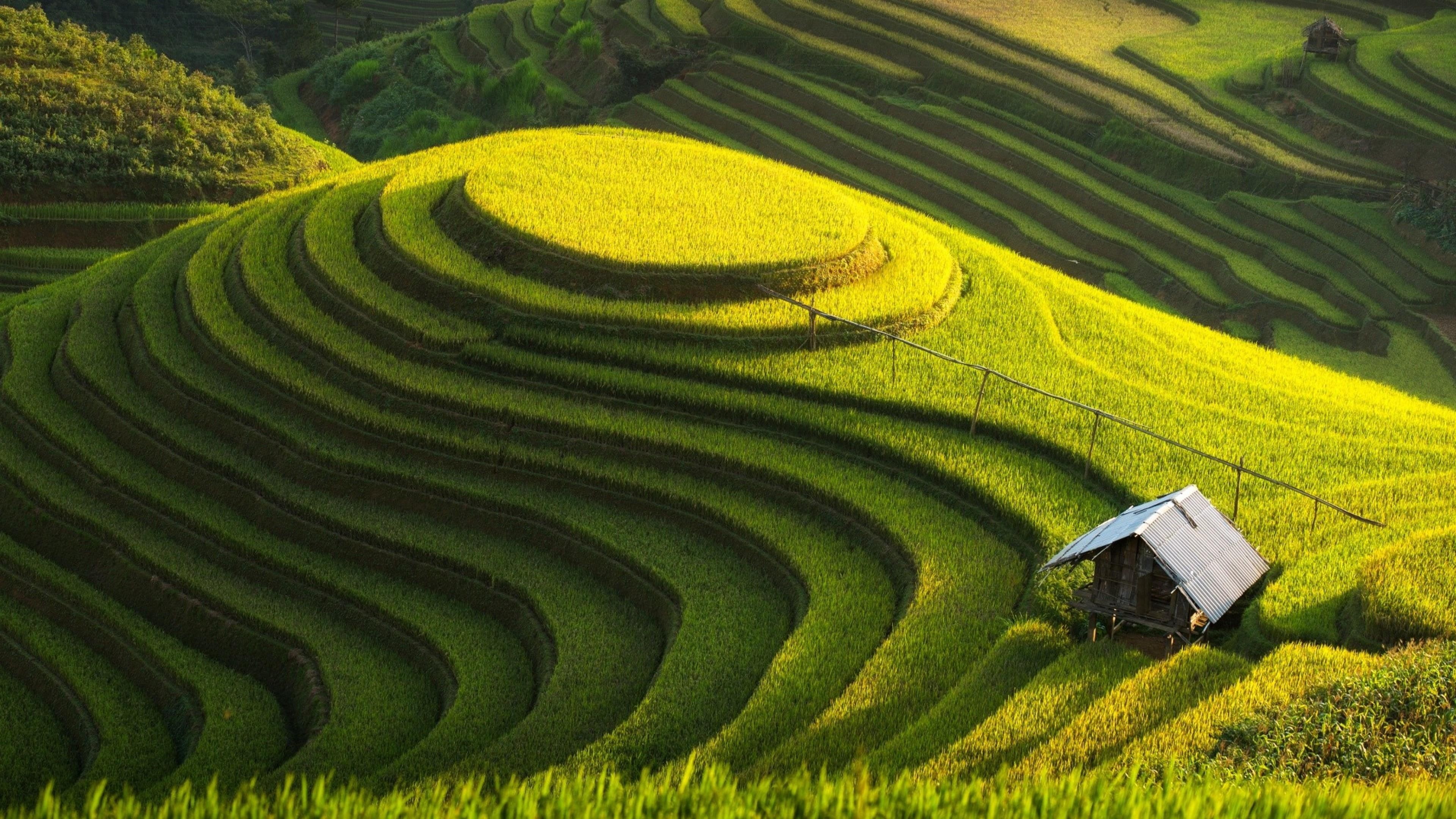 4K, rice fields, green farm, vietnam, house, yenbai, mu cang chai, terraced, cottage, HD Wallpaper