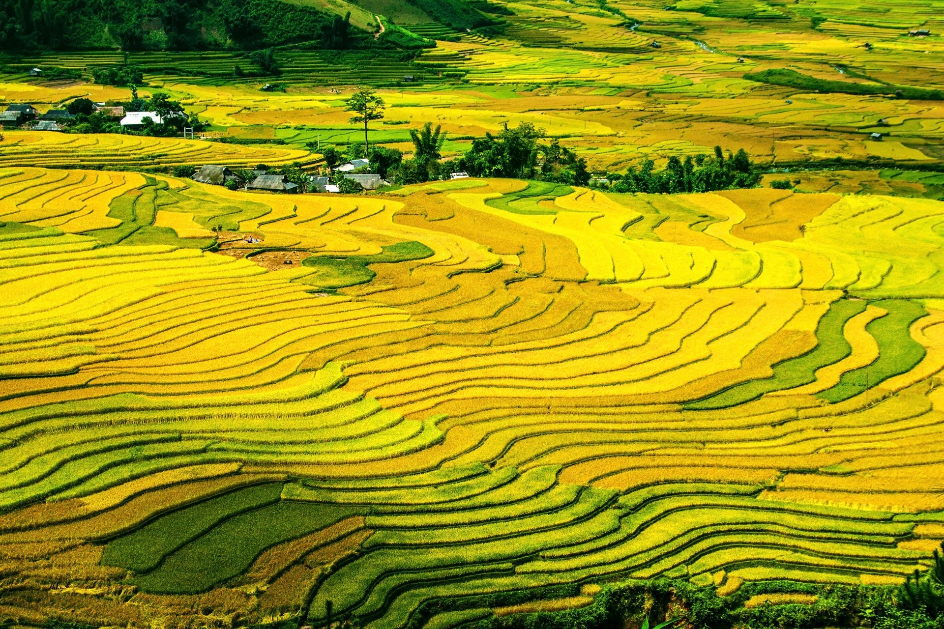 terrace, crop, no people, tranquility, 1080P, rice terraces, yellow, scenics - nature, outdoors, green, environment, aerial, terraced, terraced field, HD Wallpaper