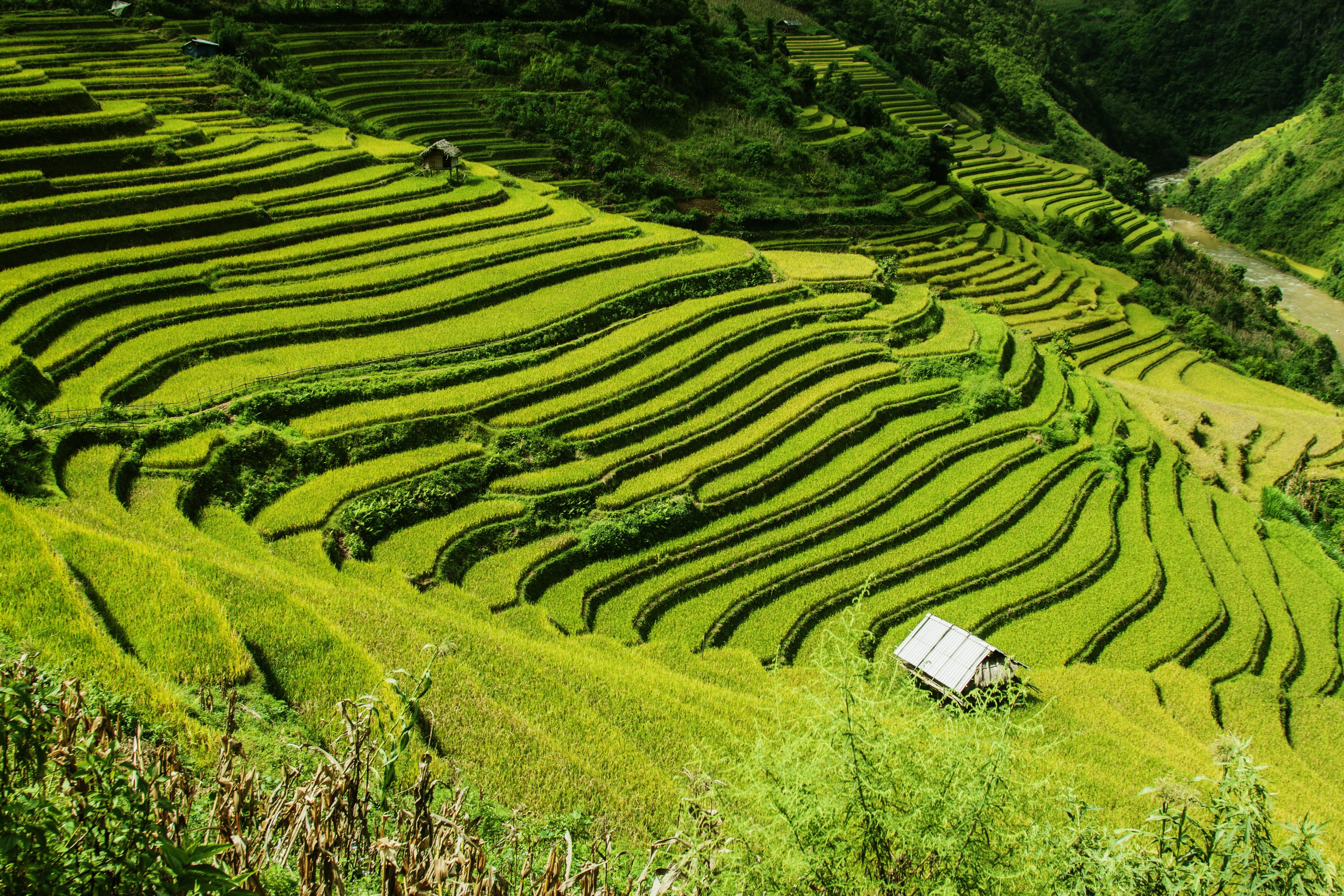 rice terraces, terrace, nature, green, daytime, scenery, growth, vietnam, wilderness, natural, landscape, outdoor, mountain, plant, field, farm, terraced field, HD Wallpaper