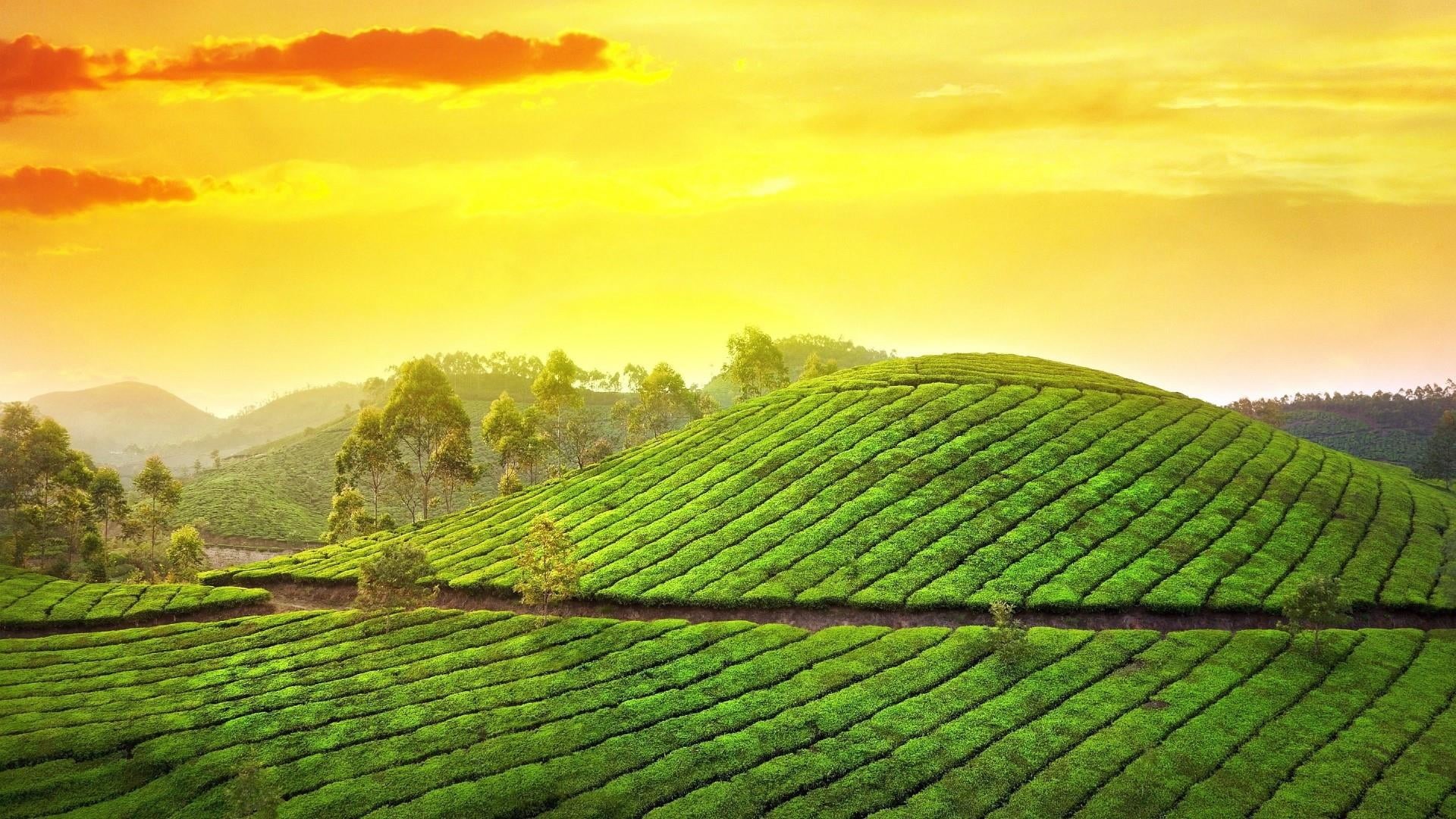 crop, hill station, scenics - nature, environment, land, morning, field, agriculture, garden, tea crop, tea, kerala, tea garden, sunlight, farm, leaf, nature, HD Wallpaper
