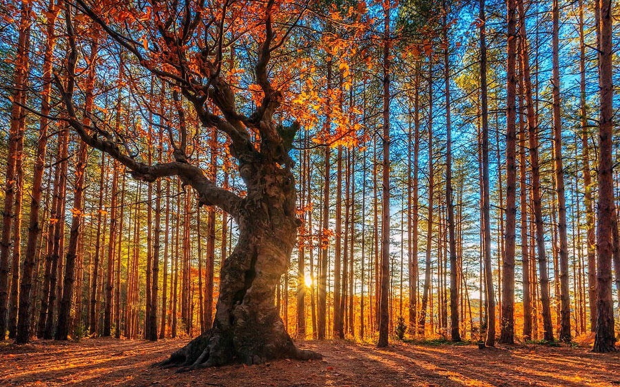 beauty in nature, trees, day, autumn collection, growth, non-urban scene, tranquil scene, woodland, orange, 480P, Bulgaria, environment, shadow, nature, HD Wallpaper