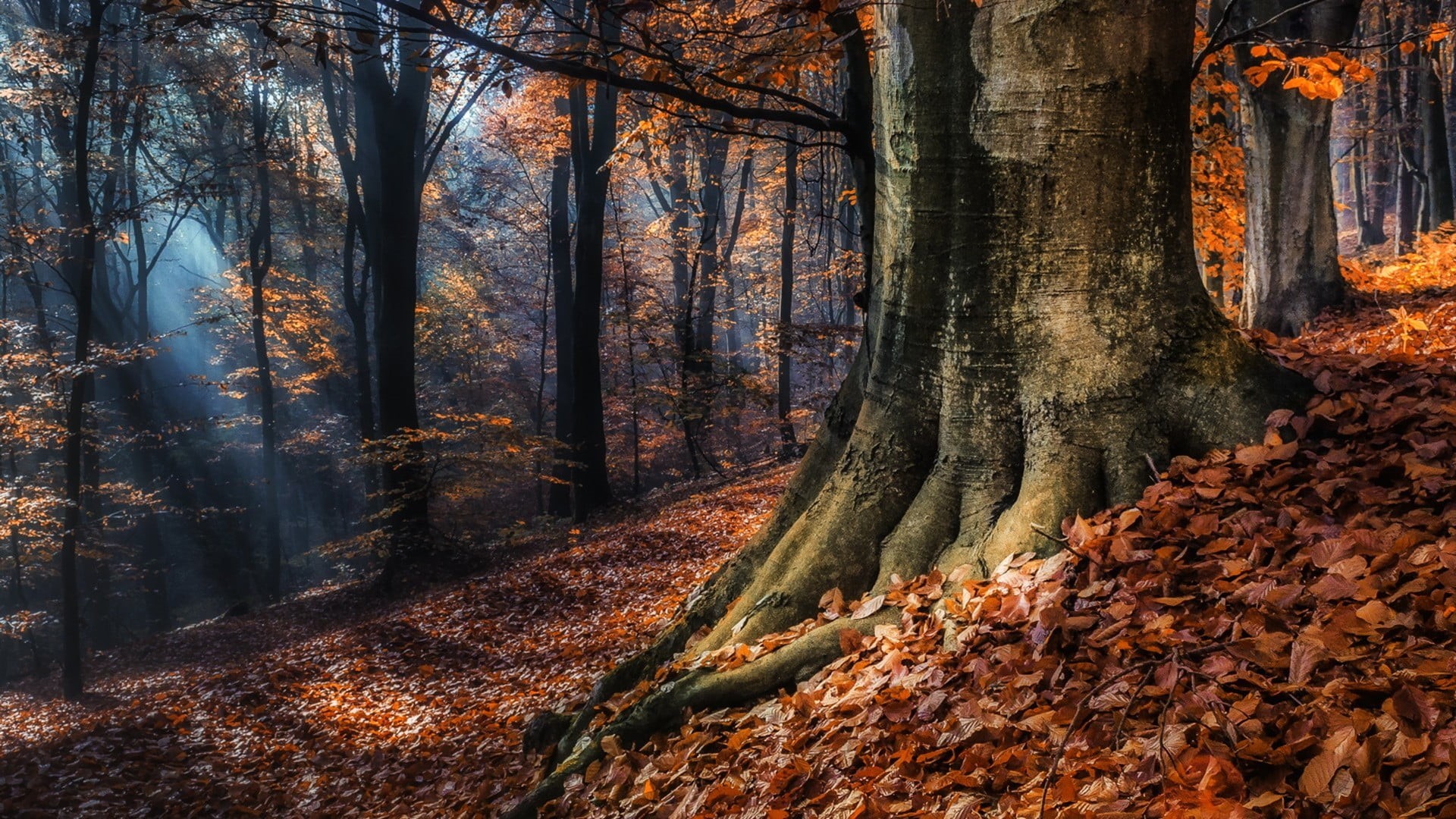 autumn collection, orange, landscape, trunk, nature, forest, plant part, growth, leafed, fall, sun rays, mist, no people, change, beauty in nature, day, HD Wallpaper
