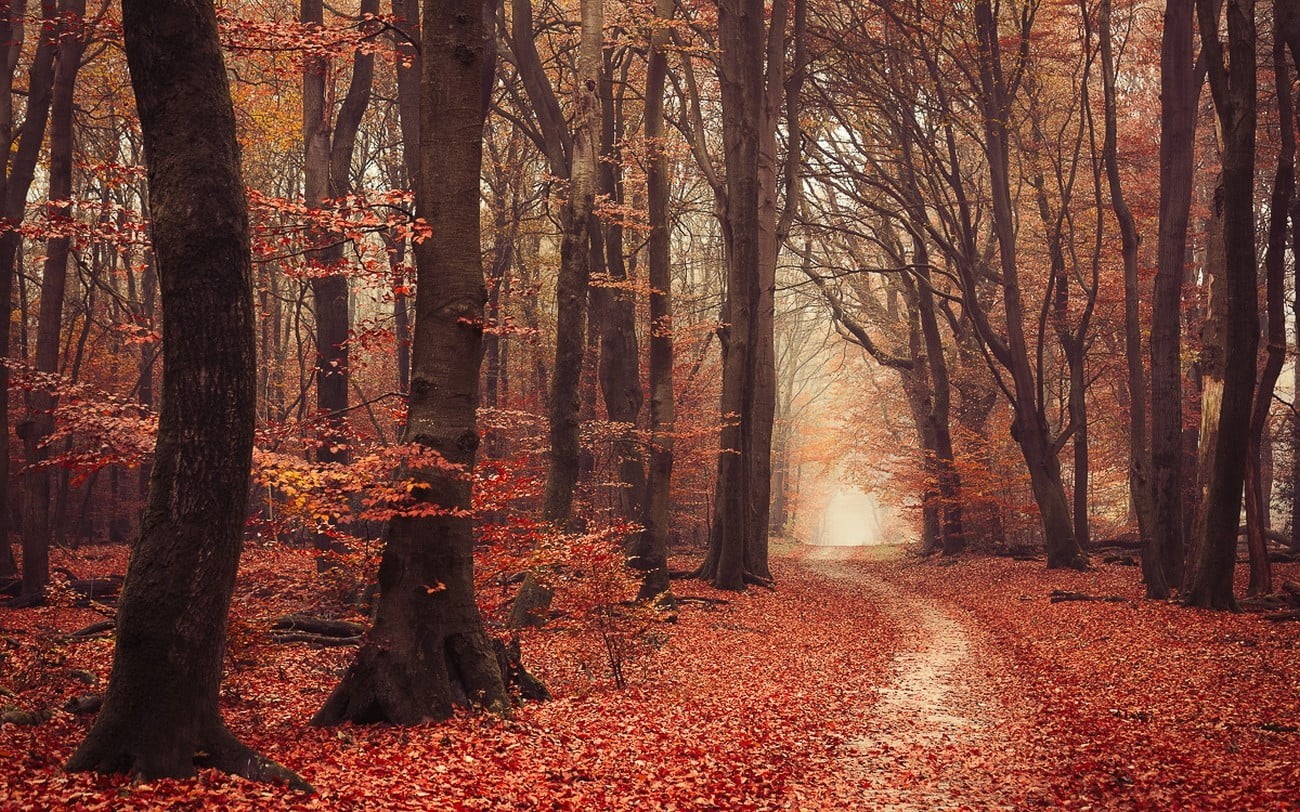 landscape, no people, beauty in nature, brown, leaves, tranquil scene, leafed, trunk, fall, autumn collection, atmosphere, treelined, tree, forest, direction, HD Wallpaper
