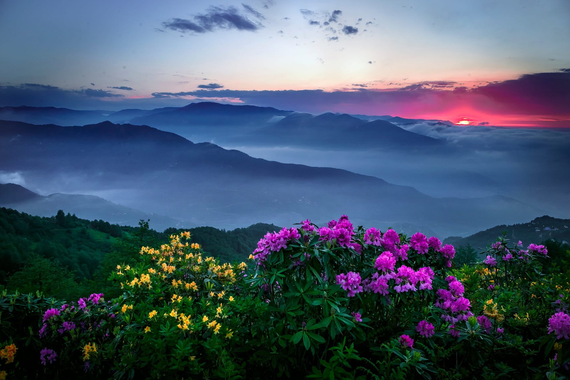 1080P, environment, yellow, clouds, pink flowers, yellow flowers, no people, scenics - nature, sunset, pink color, mist, beauty in nature, sky, outdoors, HD Wallpaper