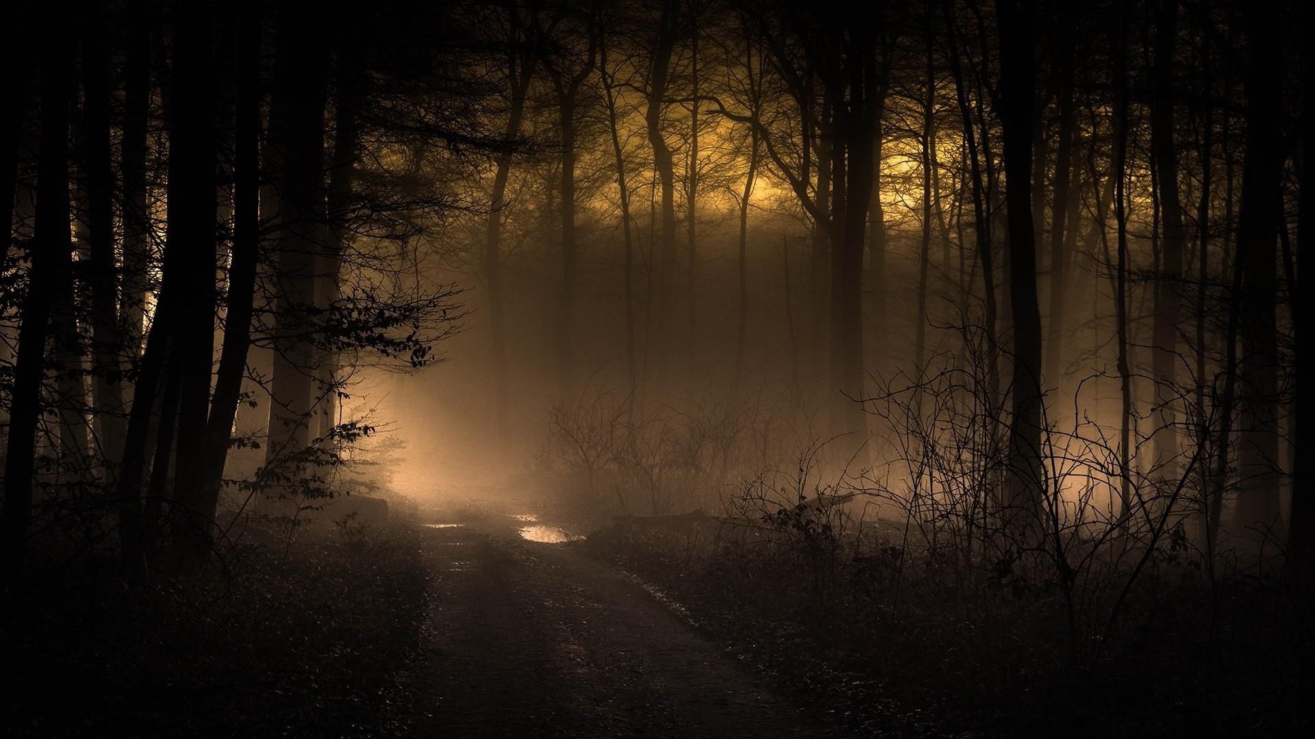 tree, dawn, fog, atmosphere, twilight, pathway, 1080P, nature, silhouette, darkness, mystic, path, foggy, forest, sunrise, sunlight, misty, mist, woodland, HD Wallpaper