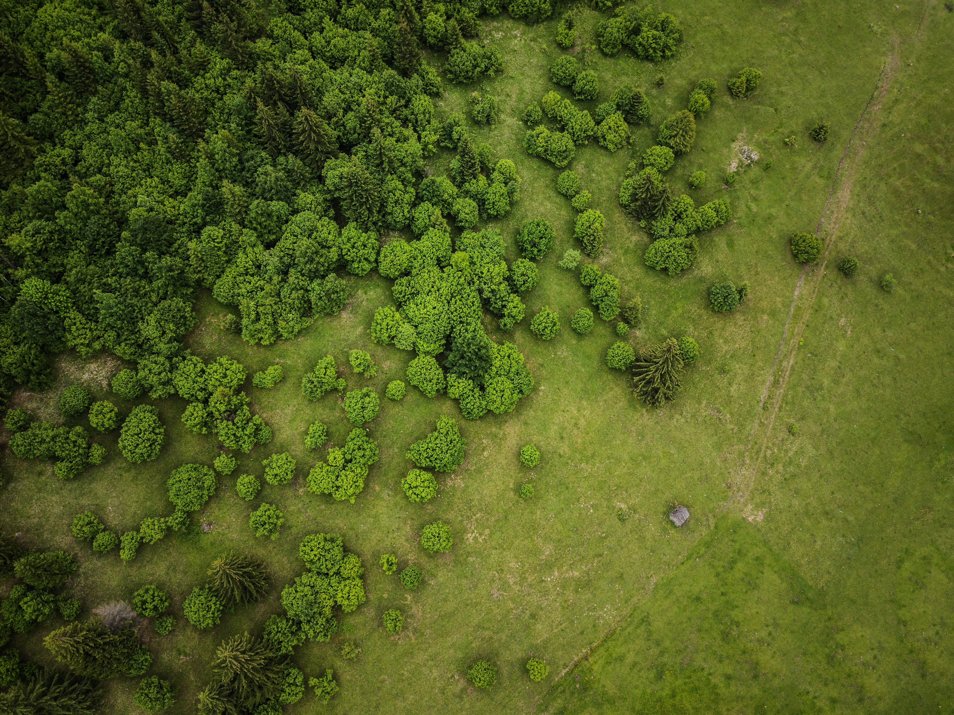 birds eye view, water, environment, s, tranquility, day, view, plant, landscape, forest, no people, photography, trees, bird, growth, outdoors, algae, scenics - nature, HD Wallpaper