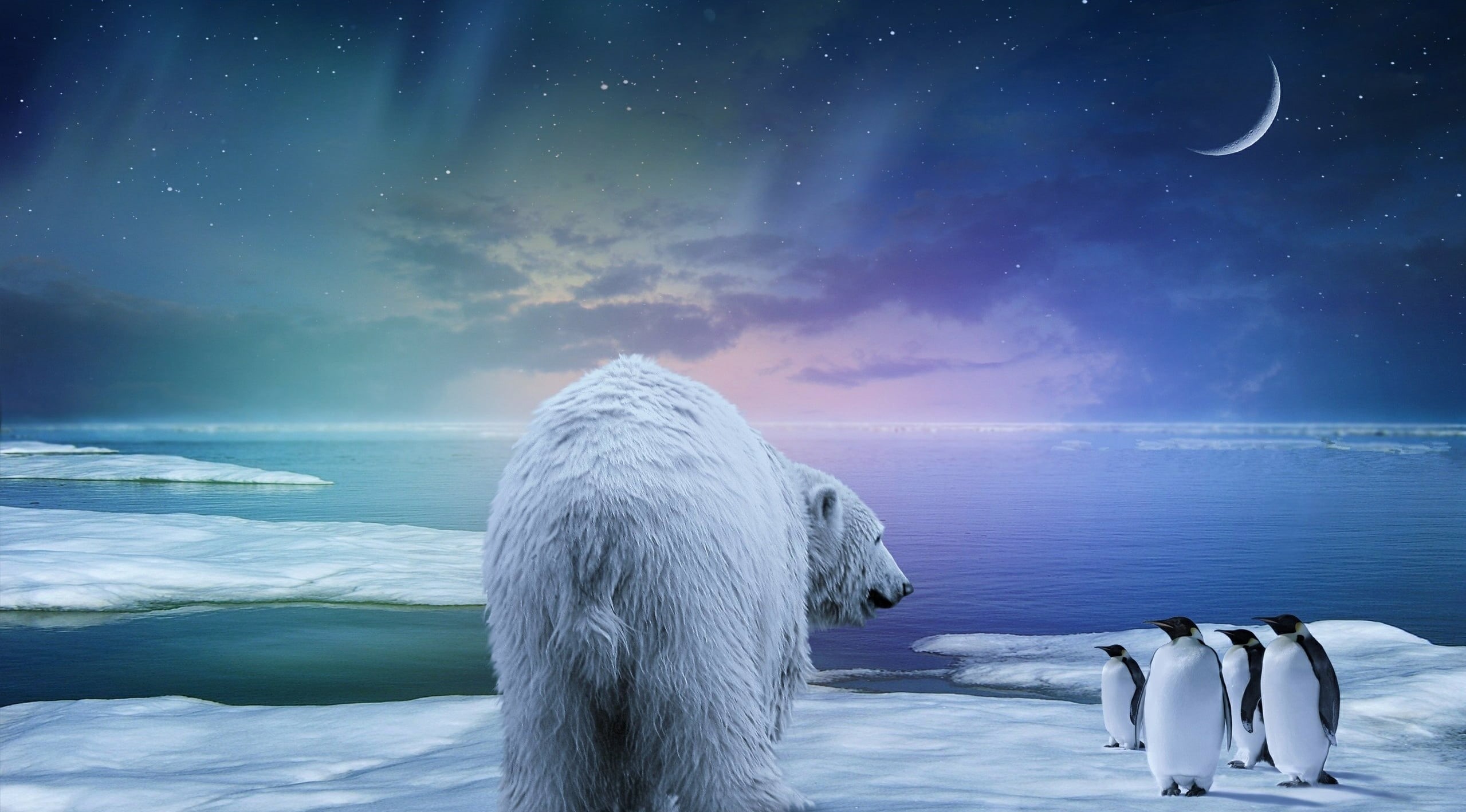 night, polar, sky, astronomy, bear, antarctica, animal themes, penguin, north, scenics, scenics - nature, wildlife, cold - Temperature, white, landscape, HD Wallpaper