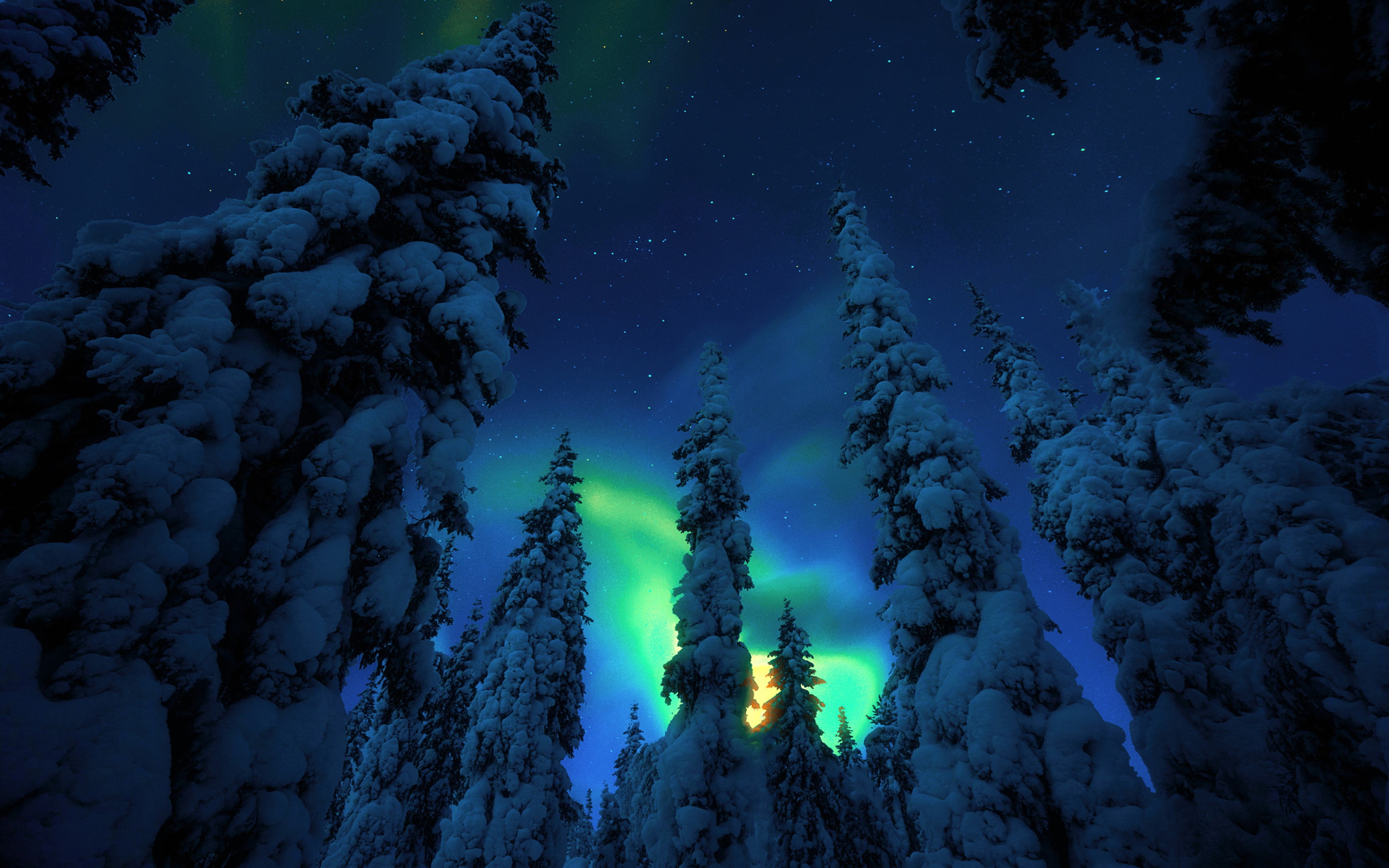 green, backgrounds, photography, star, trees, sky, snow, polar, night, 4K, forest, landscape, desktop, light, cover, HD Wallpaper