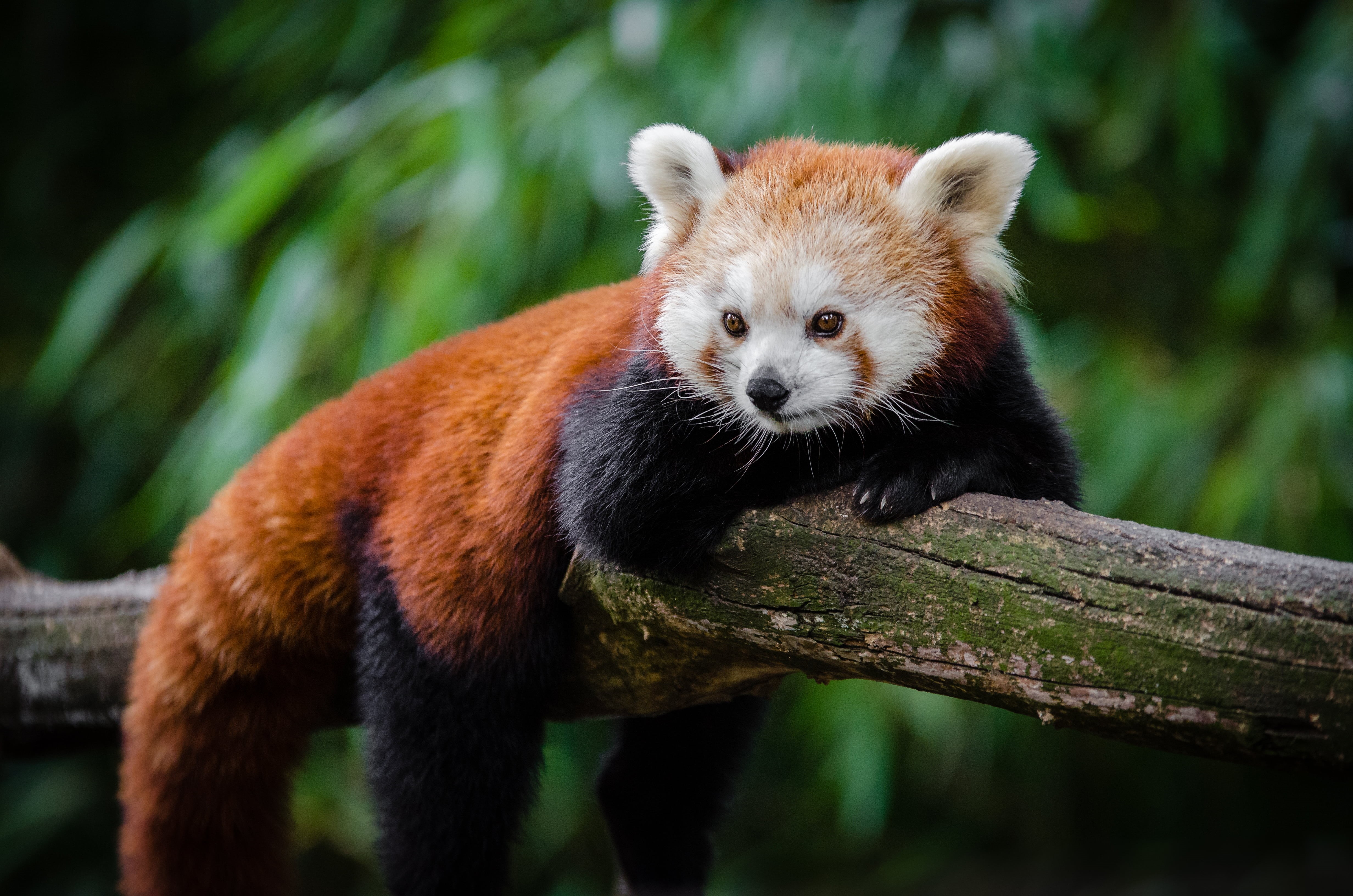 süß, tier, fall, 4K, tree, high, selective, red  panda, paw  foot, schwanz, face, orange, sweet, germany, selective focus, iso, nose, panda - Animal, fur, HD Wallpaper