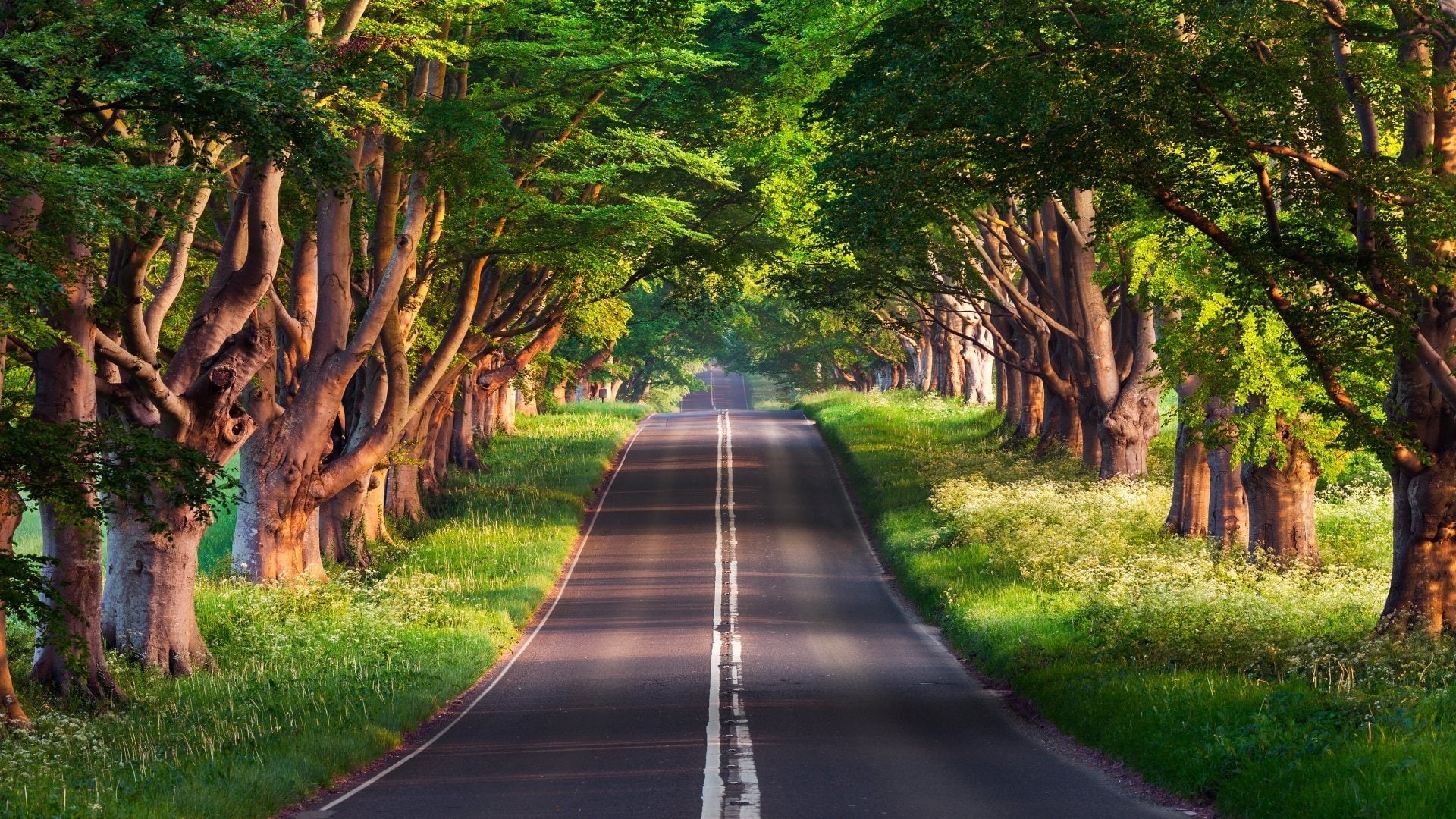 road, Trees, deserts, px, 1080P, nature, grass, 1920x1080 px, art, hd, x, HD Wallpaper