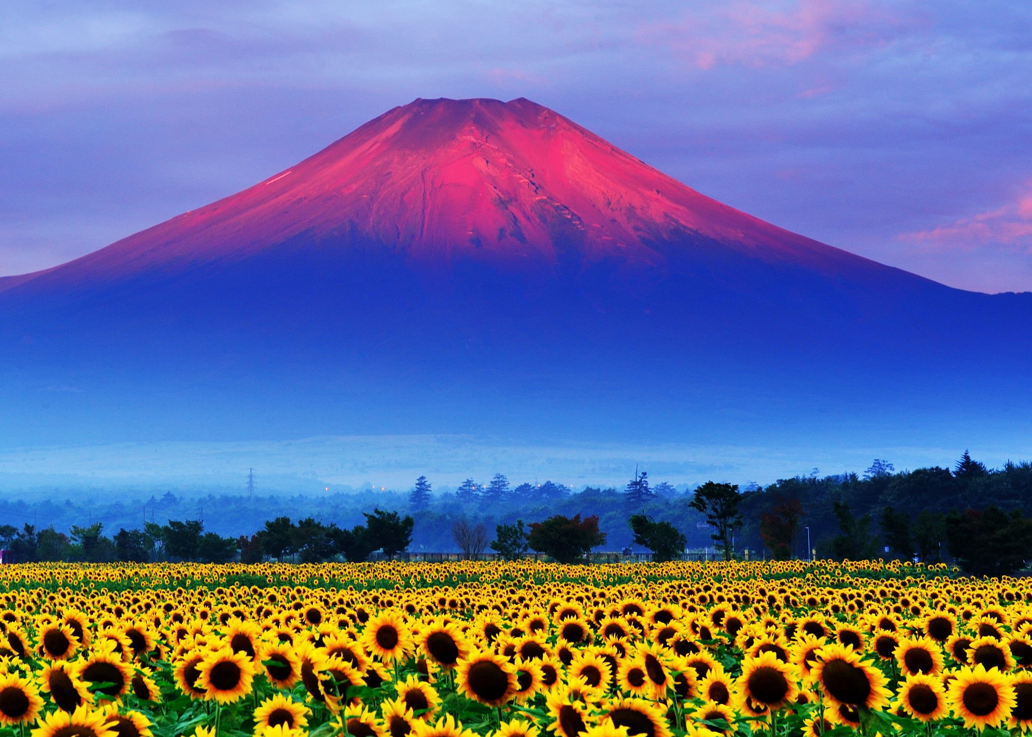 snow, the sky, scenics - nature, non-urban scene, animal, landscape, mountain, blue, animal themes, flower head, land, sky, sunset, flower, sunflower, yellow, HD Wallpaper