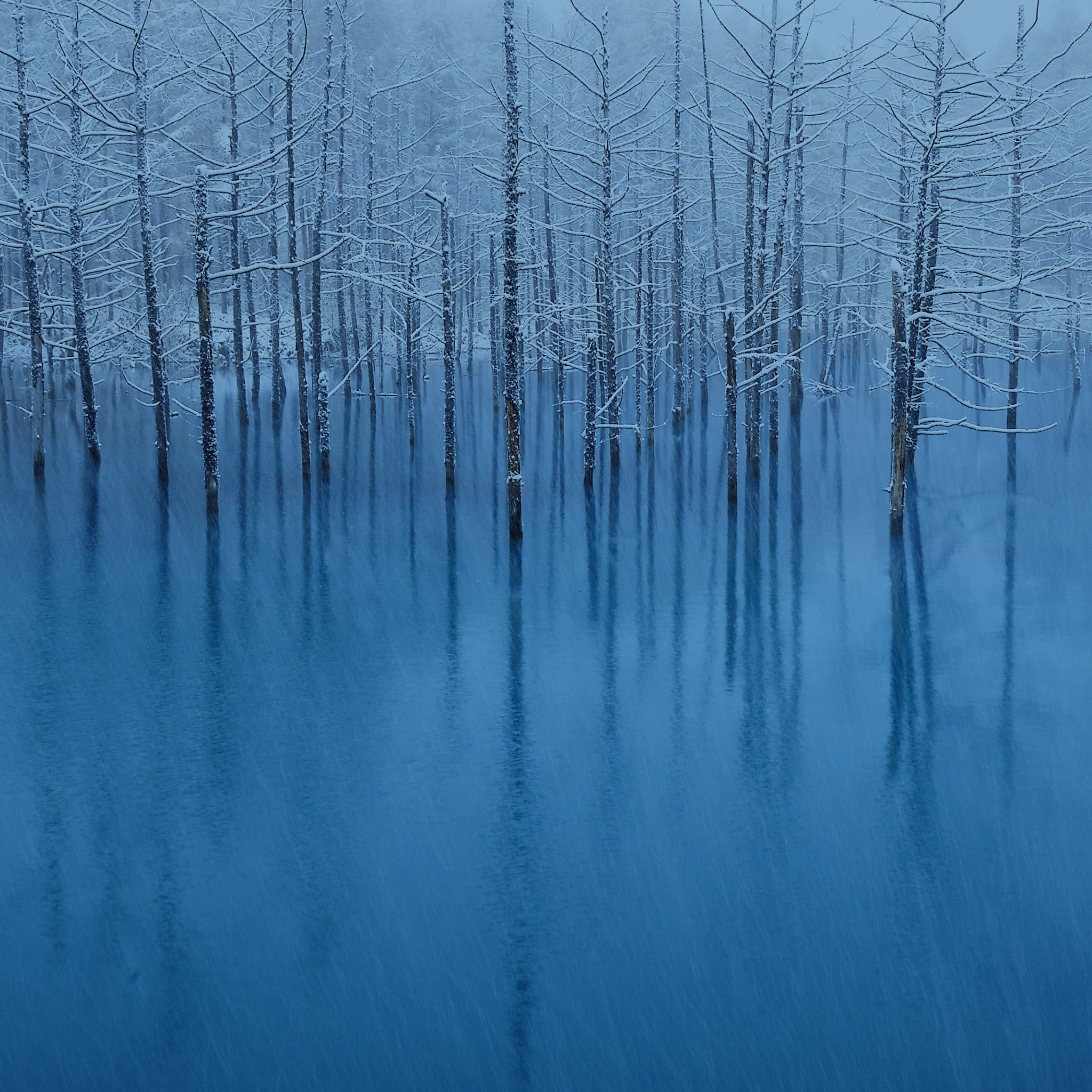 tranquil Scene, home screen, third generation, 3rd generation  ipad, blue, outdoors, forest, water, field, 1080P, winter, Patterns, trees, osx, scenics, Phone HD Wallpaper