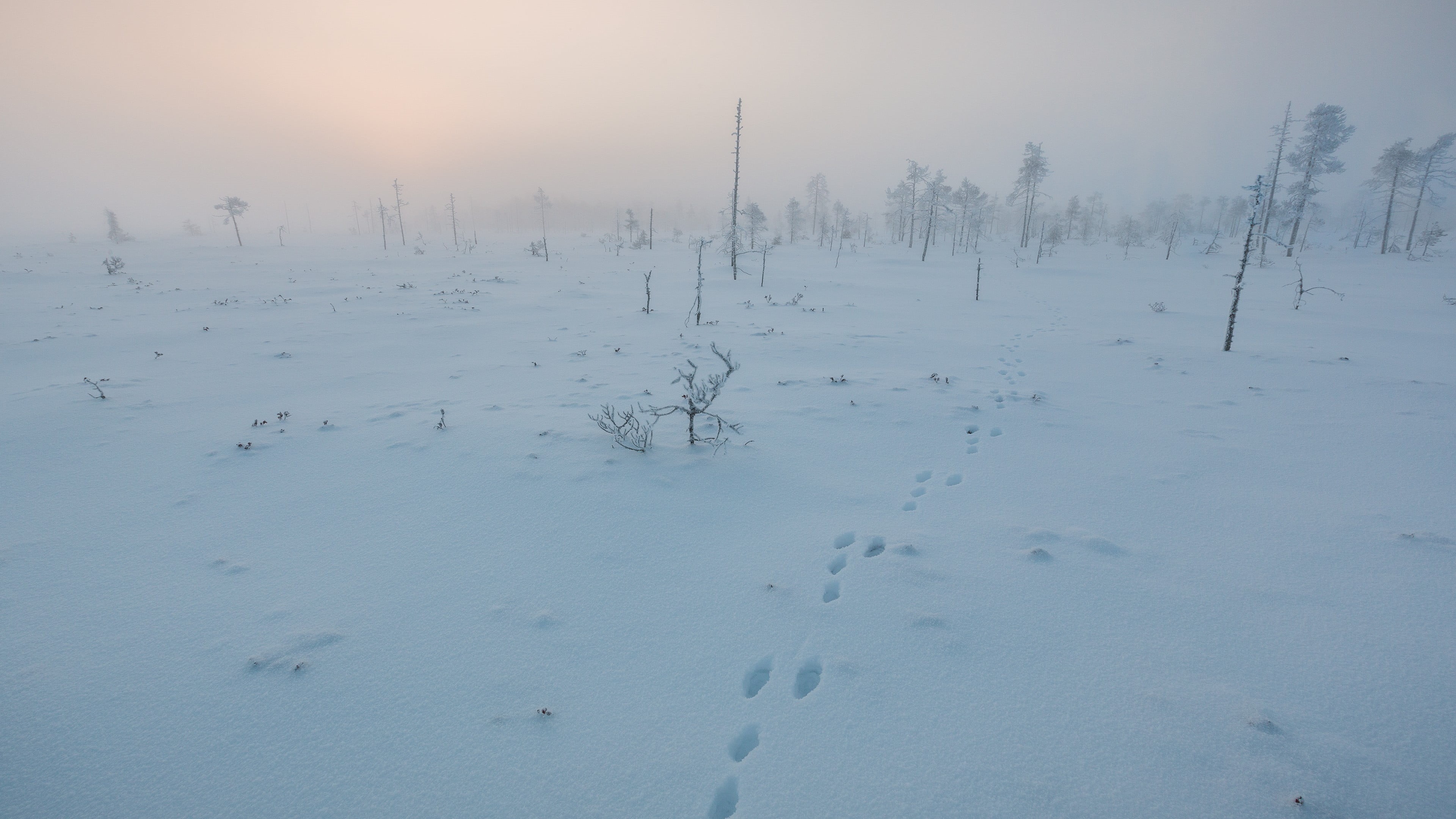 landscape, outdoors, tundra, frozen, icy, cold, sky, 4K, surface, plant, calm, covering, winter, scenics - nature, environment, powder snow, tranquility, HD Wallpaper
