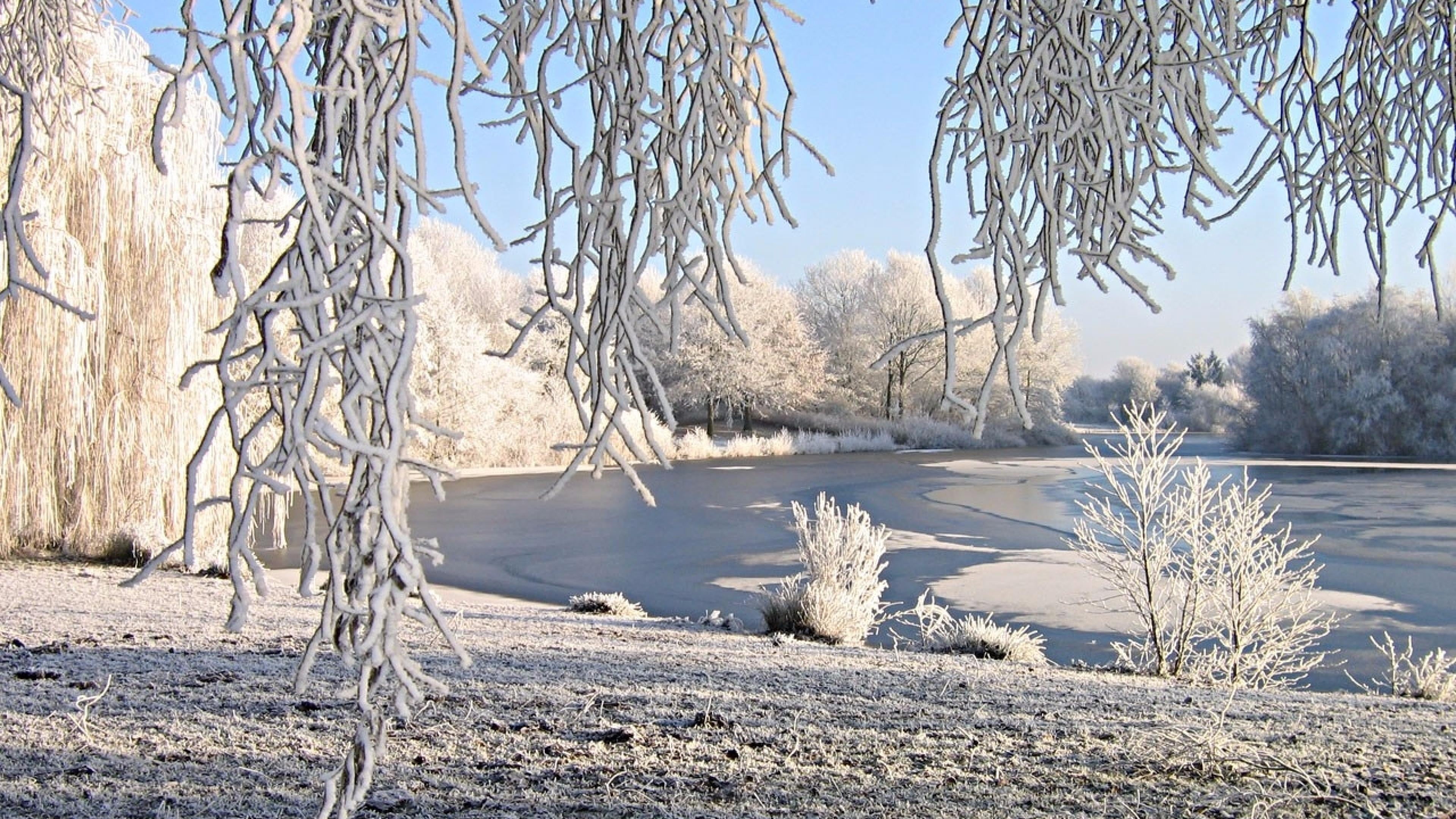 frozen, willow, no people, outdoors, snowy, nature, water, tree, freezing, day, willow tree, cold, bayou, icy, white color, lake, snow, tranquility, cold temperature, HD Wallpaper