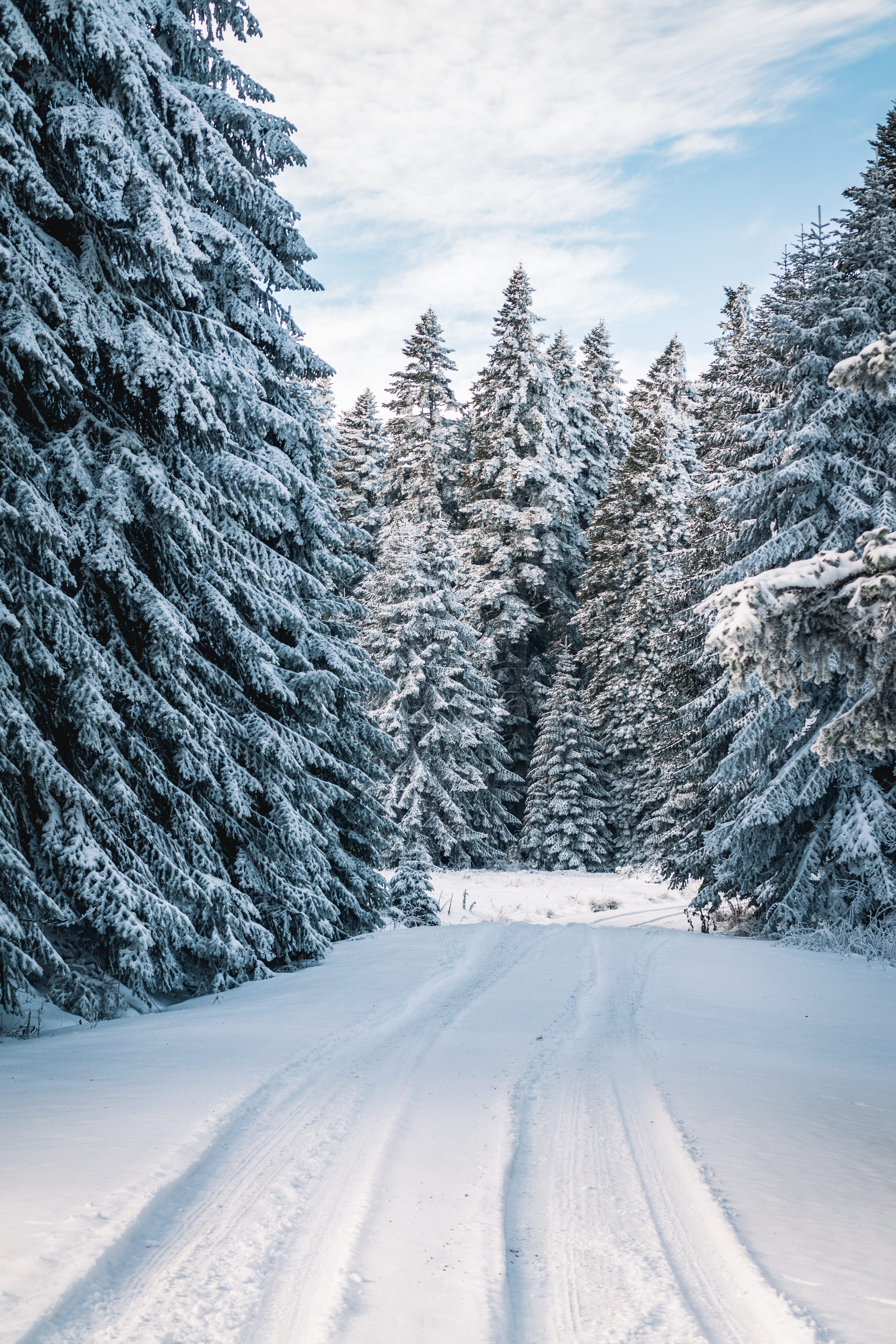 field, cold, tree, plant, forest, scenics - nature, tranquility, outdoors, photo, pine trees, cloud - sky, woods, winter, snowy, zing, land, no people, Phone HD Wallpaper