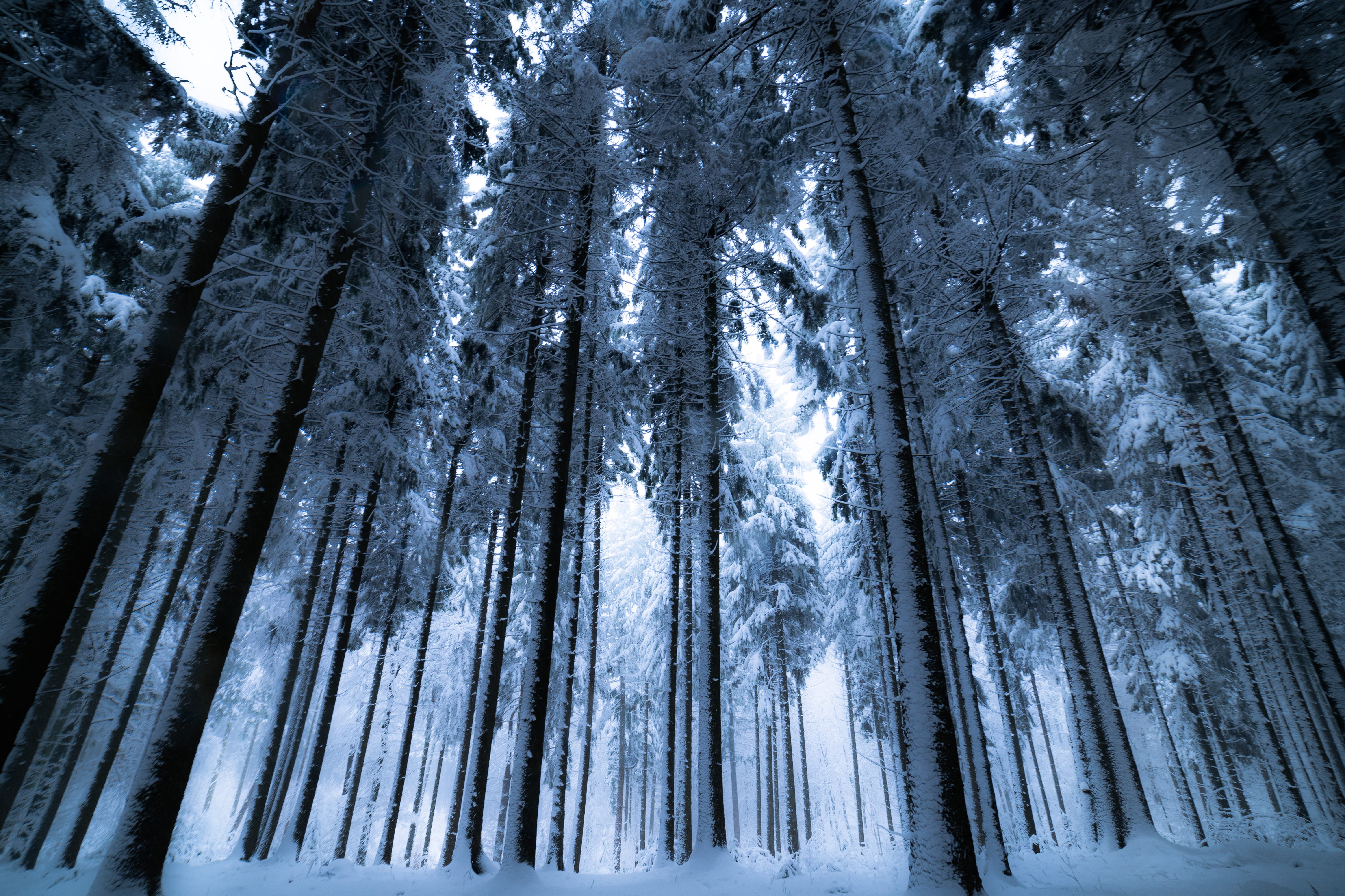 frosty, pine, environment, tree, no people, frozen, woodland, ice, landscape, trees, nature, park, coniferous tree, land, icicle, wood, tranquility, HD Wallpaper