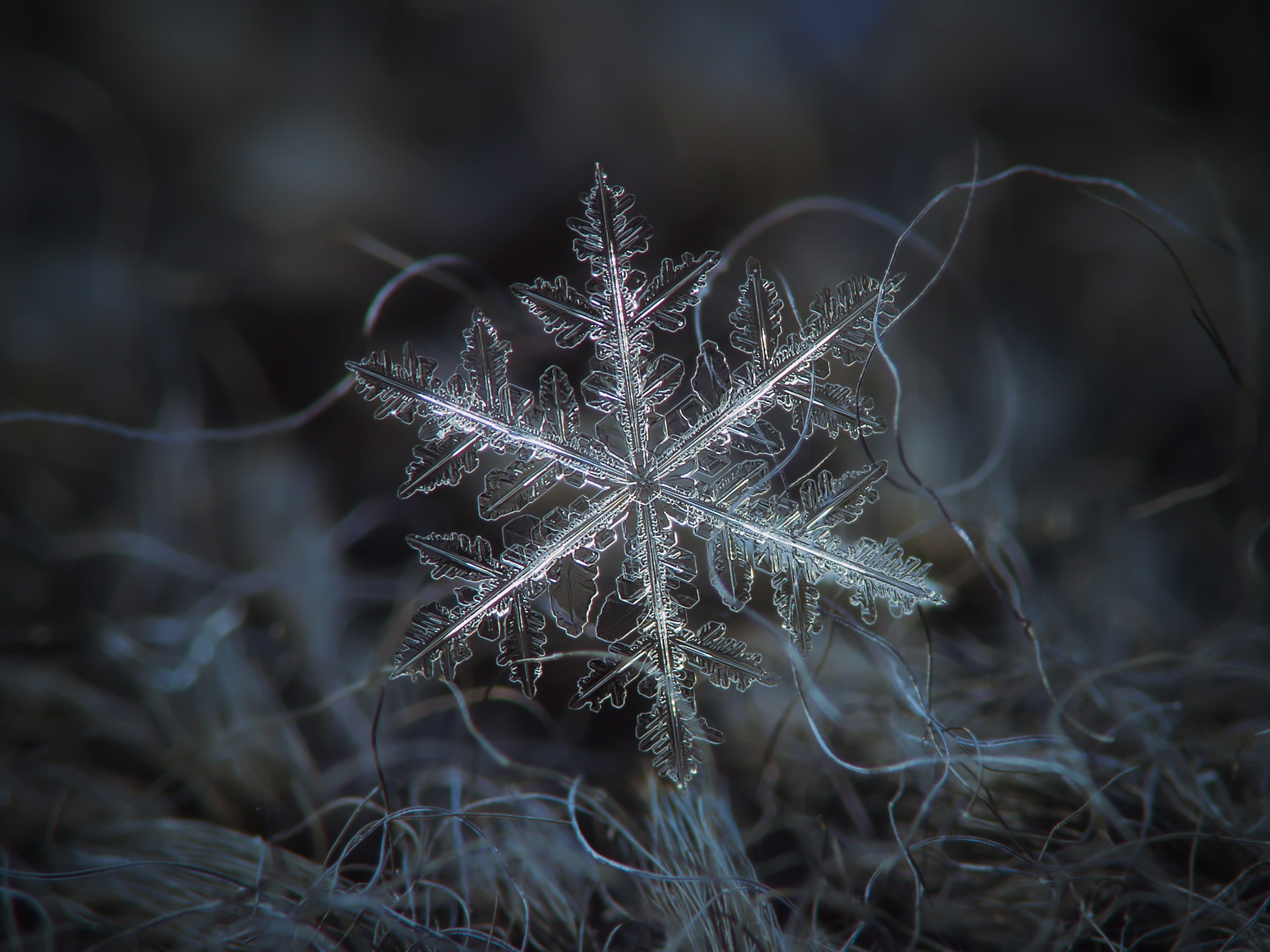 snow  crystal, photo, macro, close  up, winter, flake, star  blue, season, pattern, lighting, christmas, volumetric, north, woolen, dark, icy, flakes, dendrite, HD Wallpaper