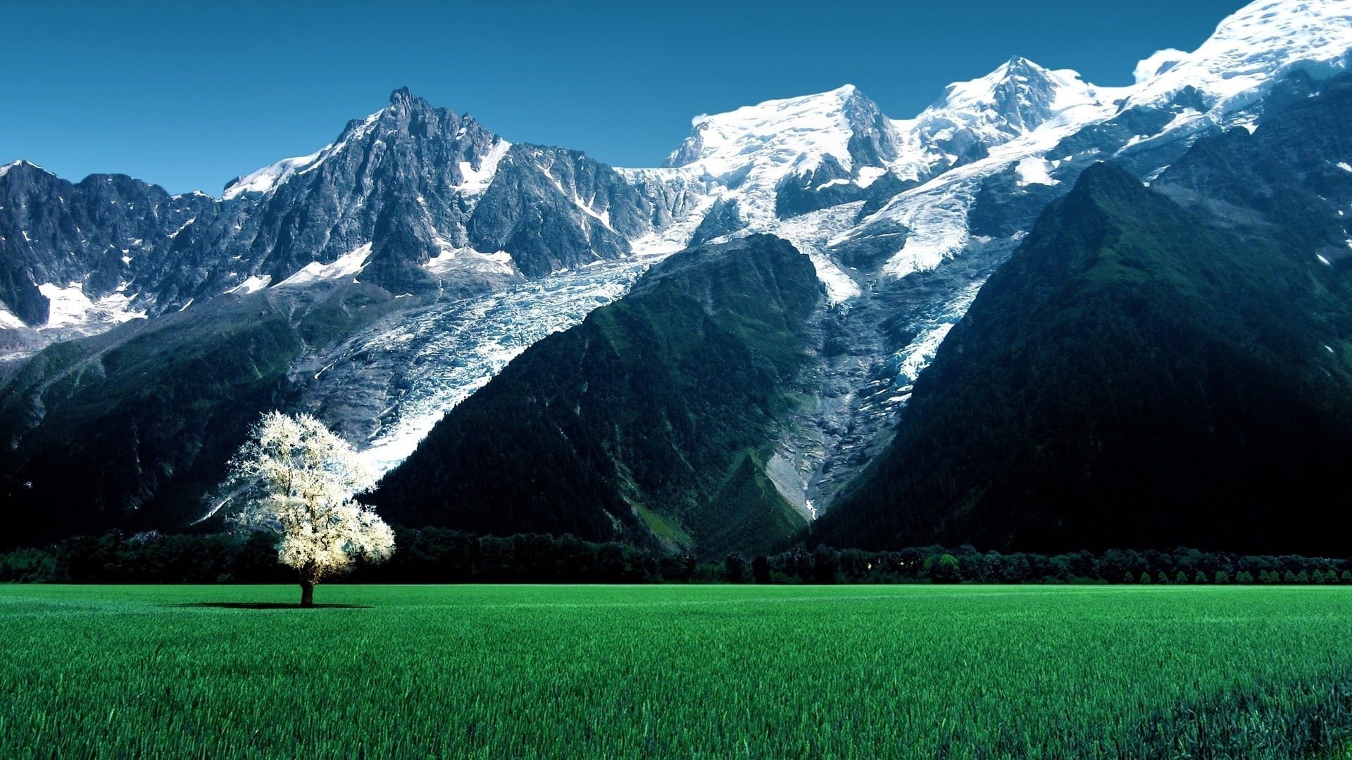 tranquility, grass, green, cold temperature, forest, landscape, snowy peak, green color, tree, mountain range, Swiss Alps, 1080P, non-urban scene, trees, HD Wallpaper
