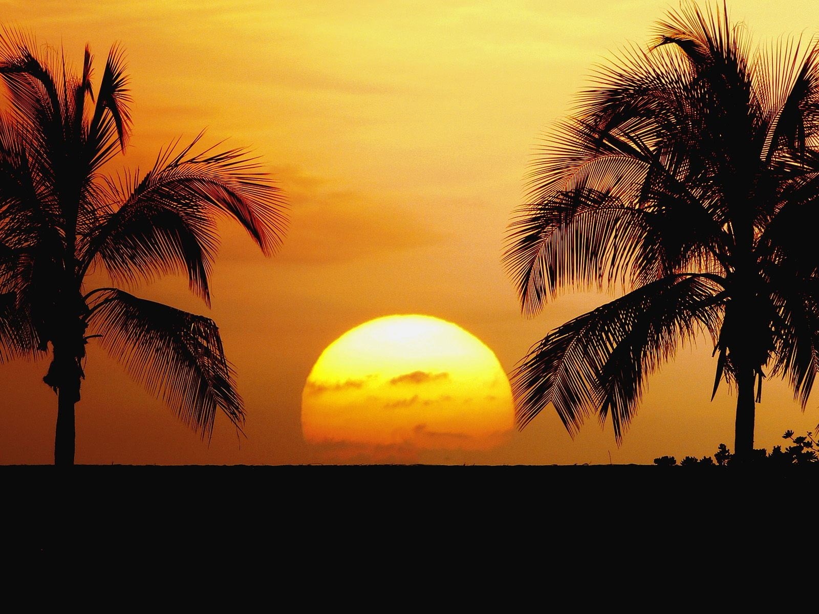 silhouette, nature, palm trees, horizon, coconut palm tree, sunset, scenics - nature, tree, plant, tropical tree, environment, palm leaf, growth, 720P, HD Wallpaper