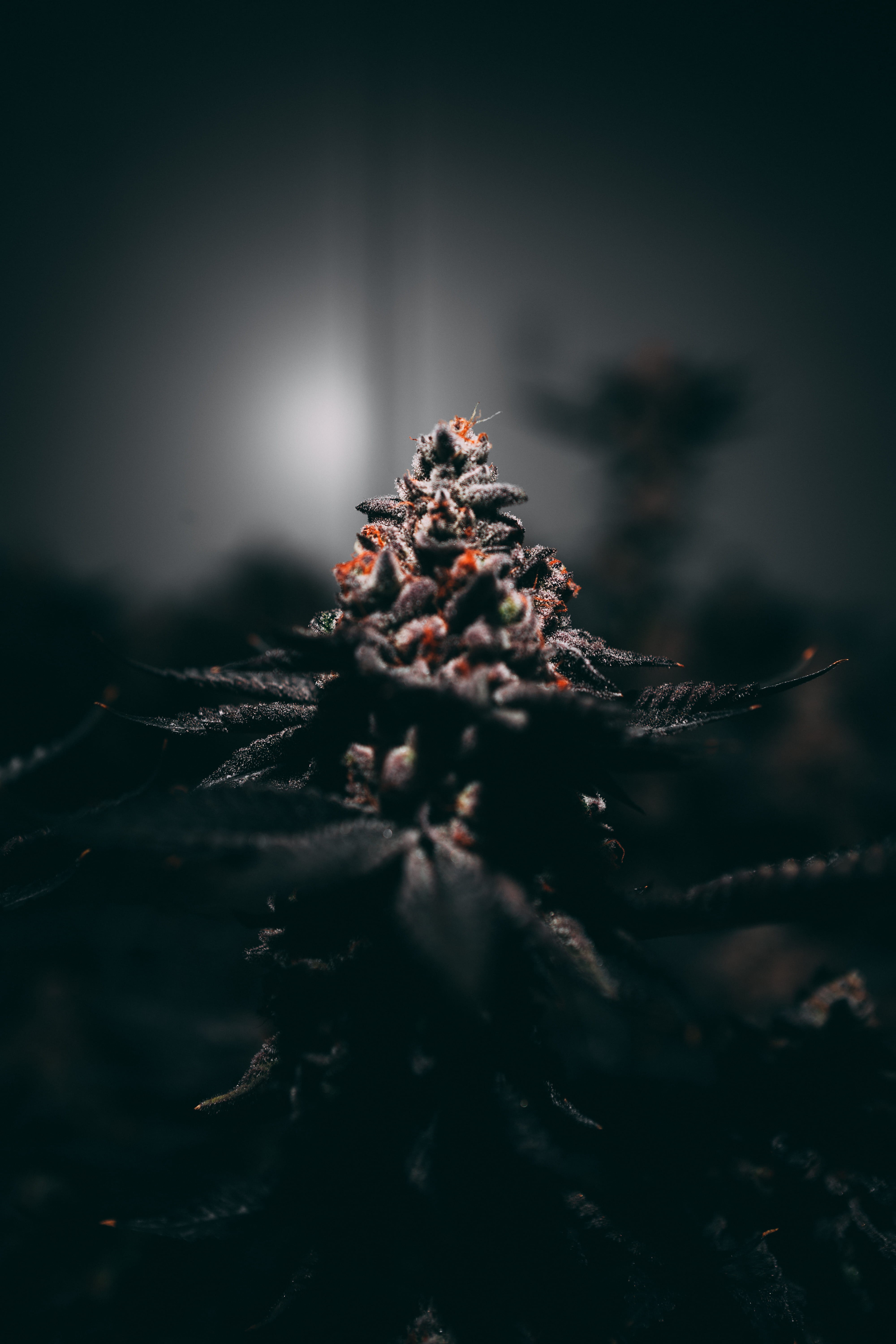 dispensary, fragility, cannabis, coniferous tree, tranquility, flower, wilted plant, focus, plant part, frosty, selective, green color, photo, grass, outdoors, Phone HD Wallpaper
