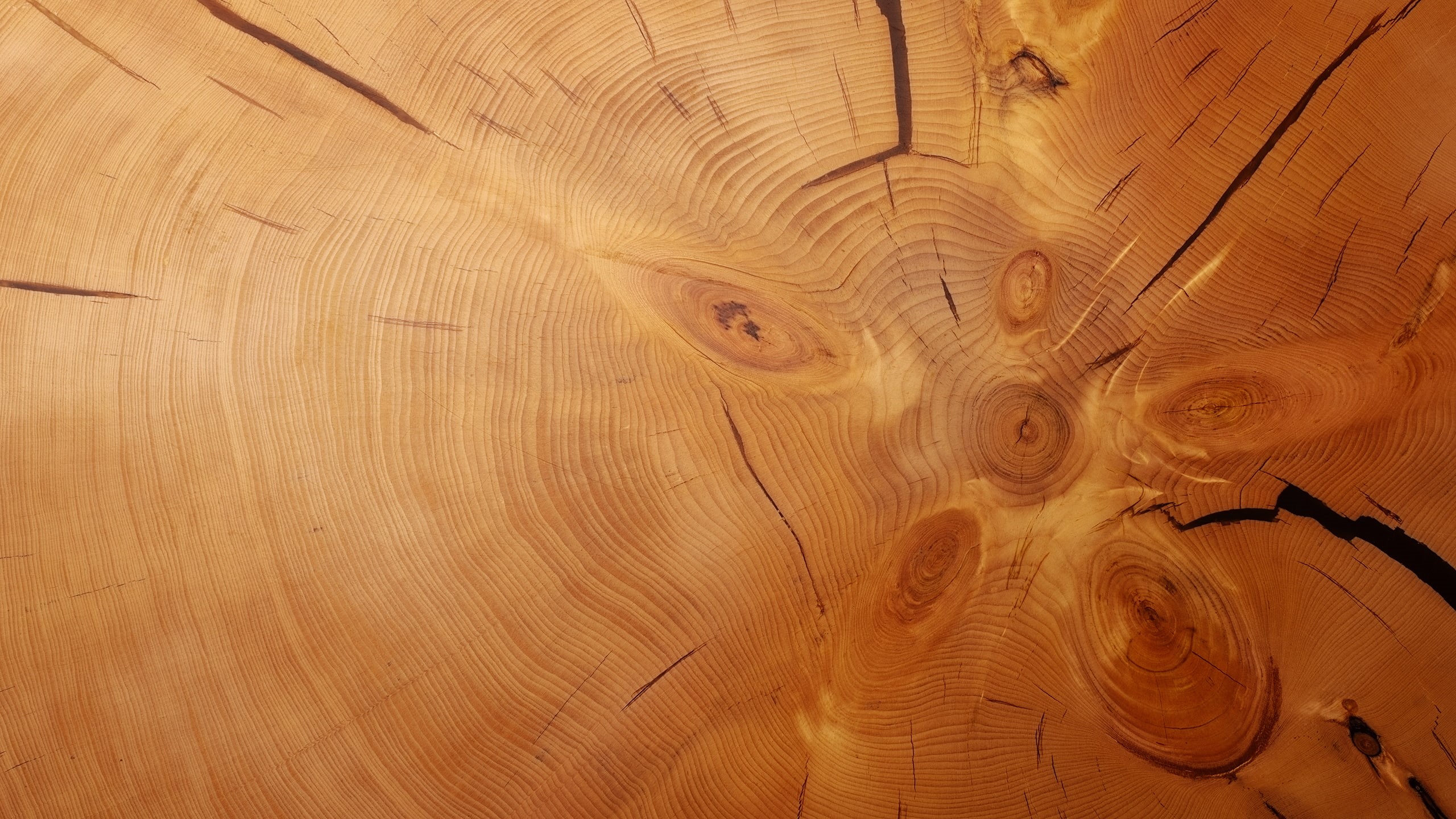 texture, nature, 2K, tree bark, wood, HD Wallpaper