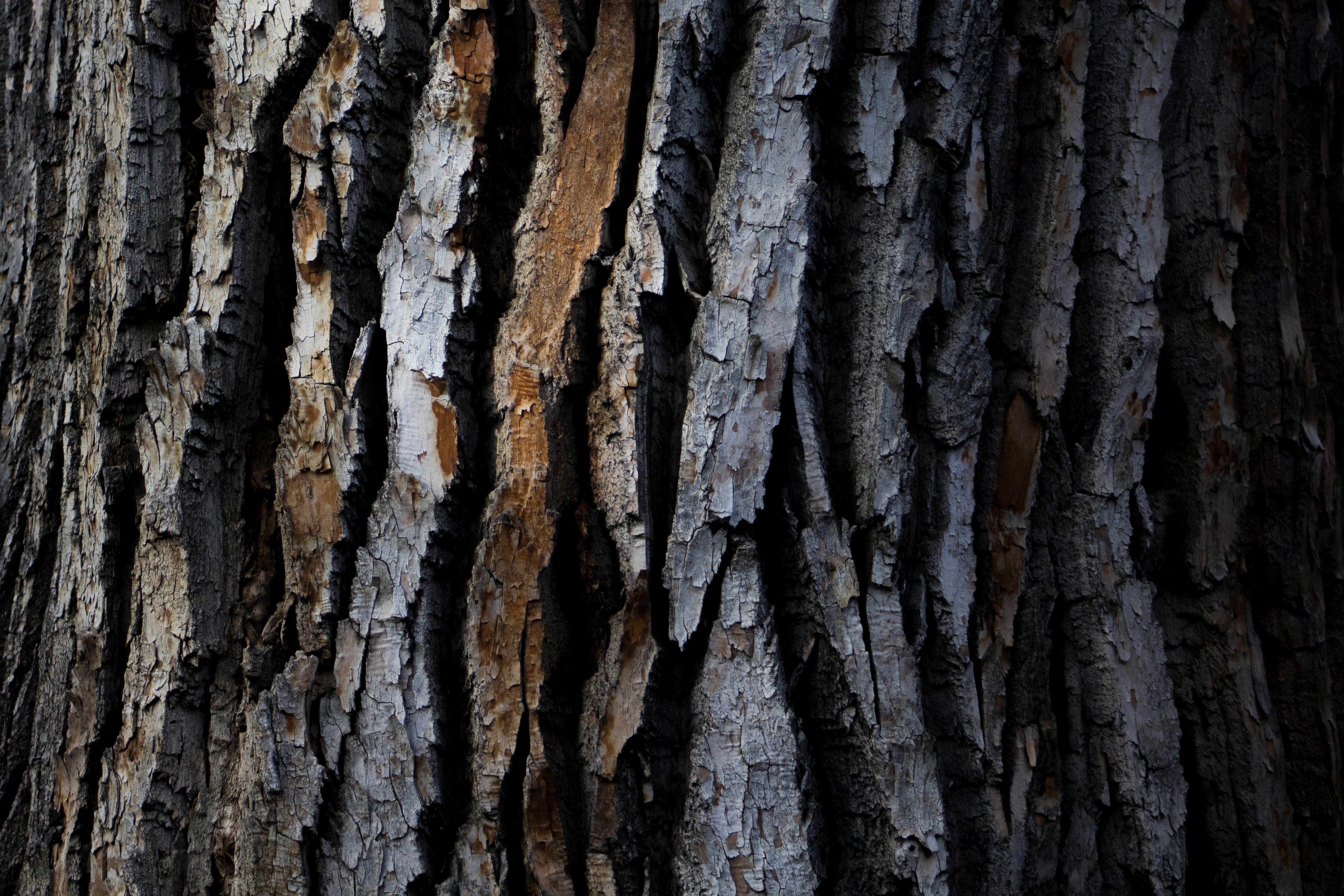 outdoors, wood, wood - Material, brown, full frame, 4K, shot, woodland, nature, tree, Closeup, pattern, no people, rough, bark, backgrounds, day, close-up, HD Wallpaper
