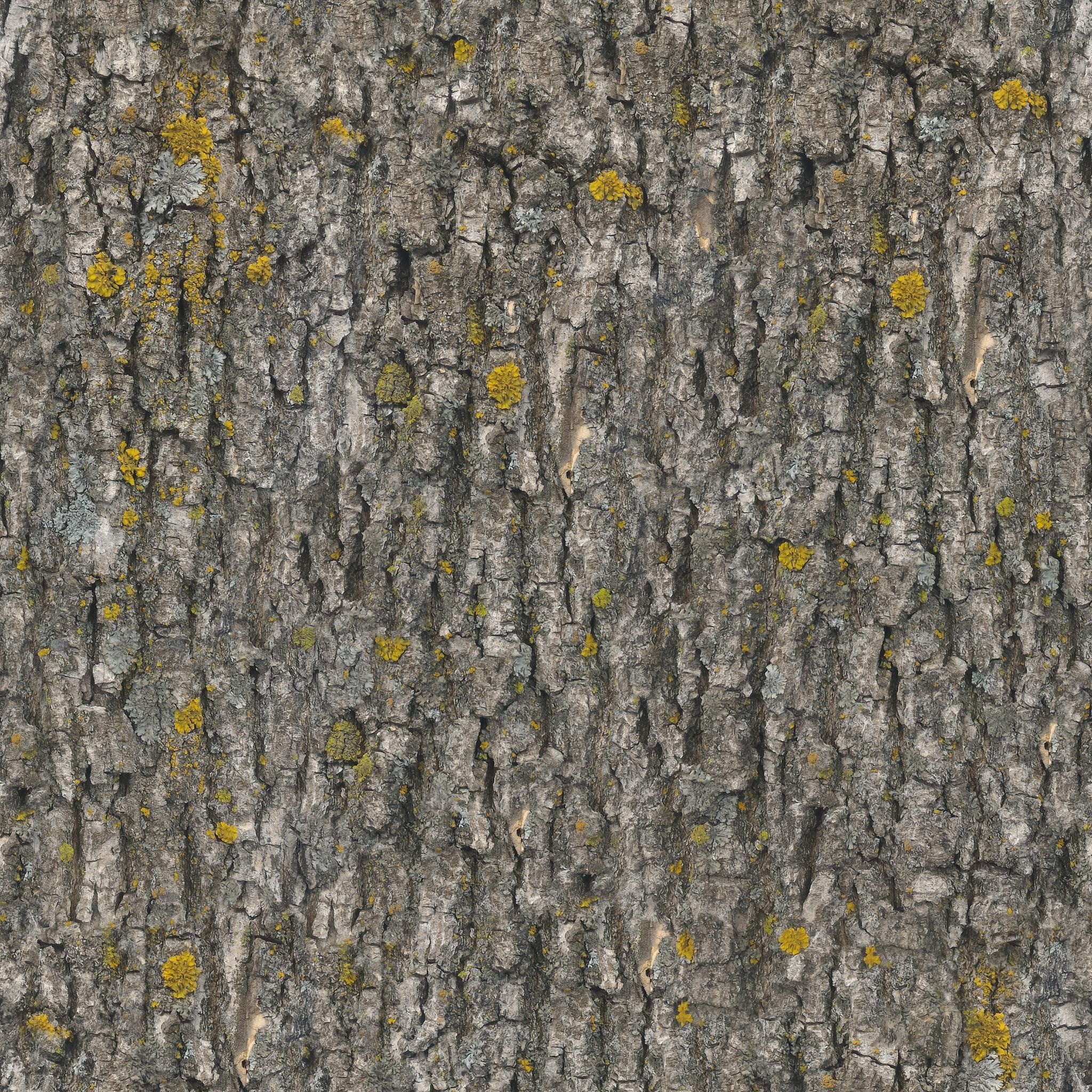 built structure, day, textured, pattern, no people, 1080P, close-up, wall - building feature, full frame, nature, trunk, lichen, rough, outdoors, texture, Phone HD Wallpaper
