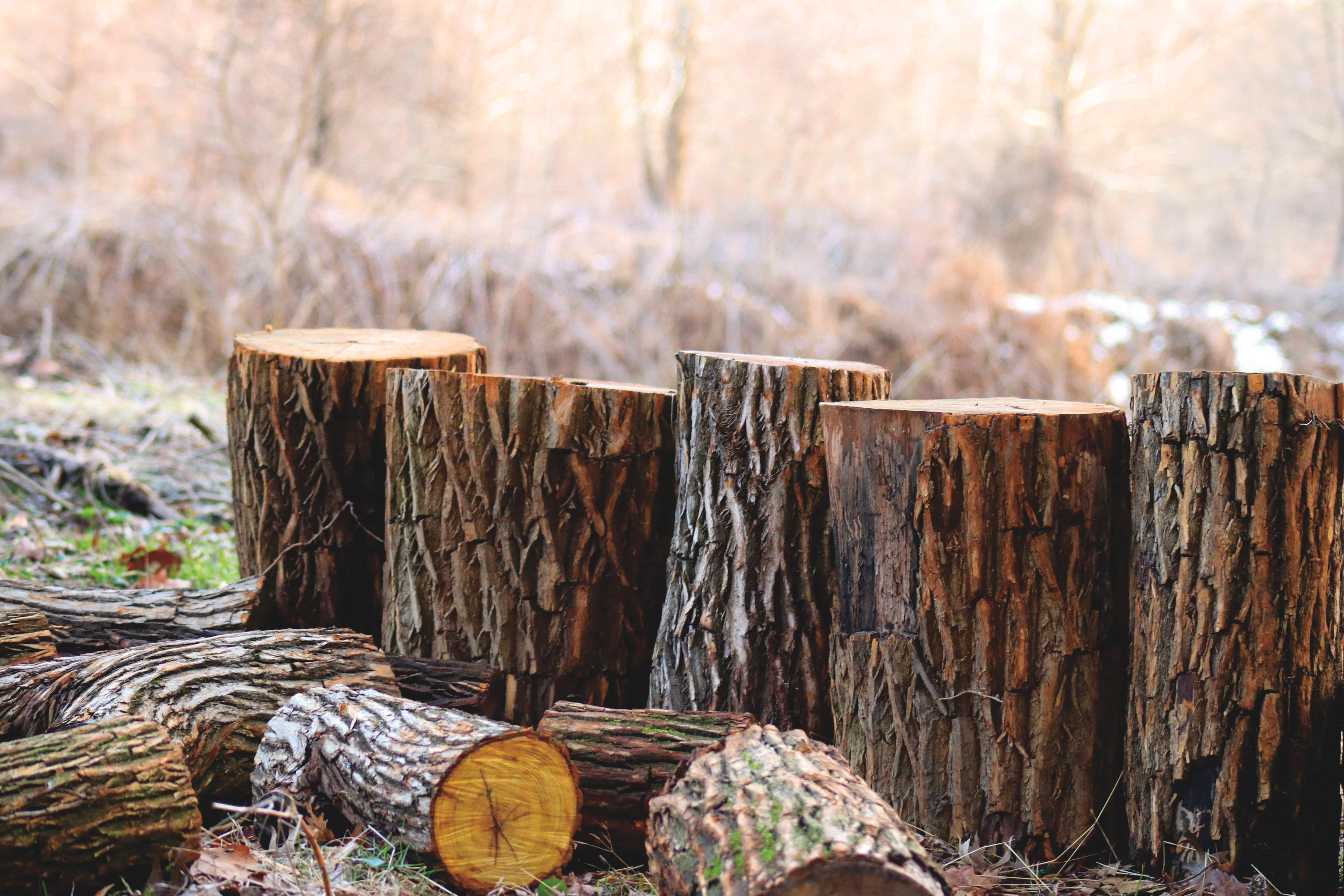 deforestation, depth, forest, trunk, focus on foreground, trees, brown, outdoors, field, day, wood, logs, nature, fossil fuel, land, log, environmental issues, HD Wallpaper