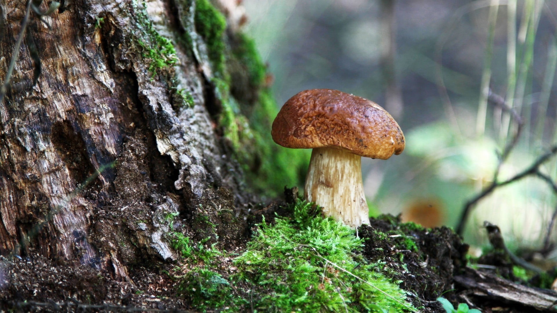 fungus, mushroom, nature, macro, moss, plant, outdoors, branch, no people, brown, white, tree trunk, beauty in nature, focus on foreground, land, toadstool, HD Wallpaper