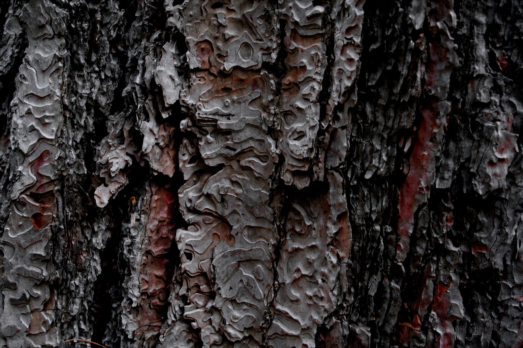 backgrounds, lichen, tree trunk, wooden surface, pattern, weathered, texture, 1080P, untitled, plant bark, trunk, plant, day, textured effect, nature, HD Wallpaper