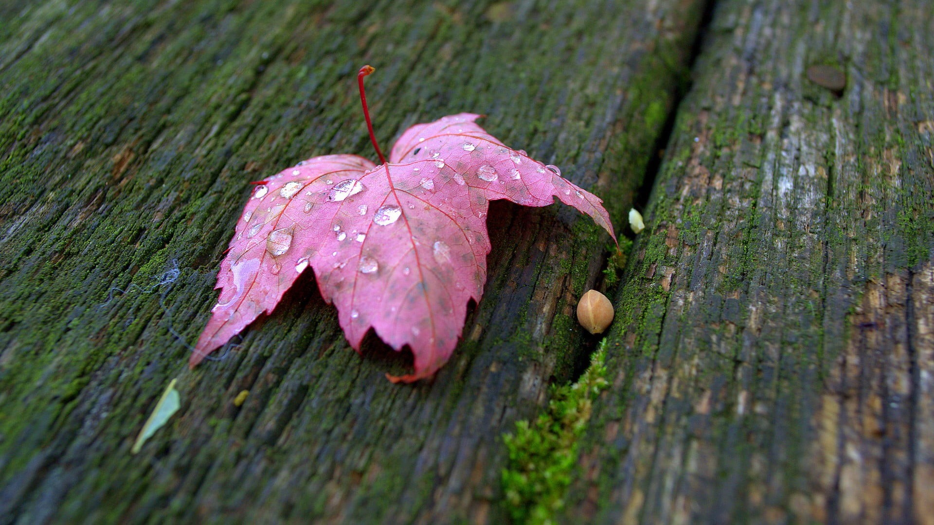 water drops, food and drink, purple, botany, multi Colored, plant, outdoors, flower, water, pink, dry, rain, macro, drop, day, dew, plant part, backgrounds, HD Wallpaper