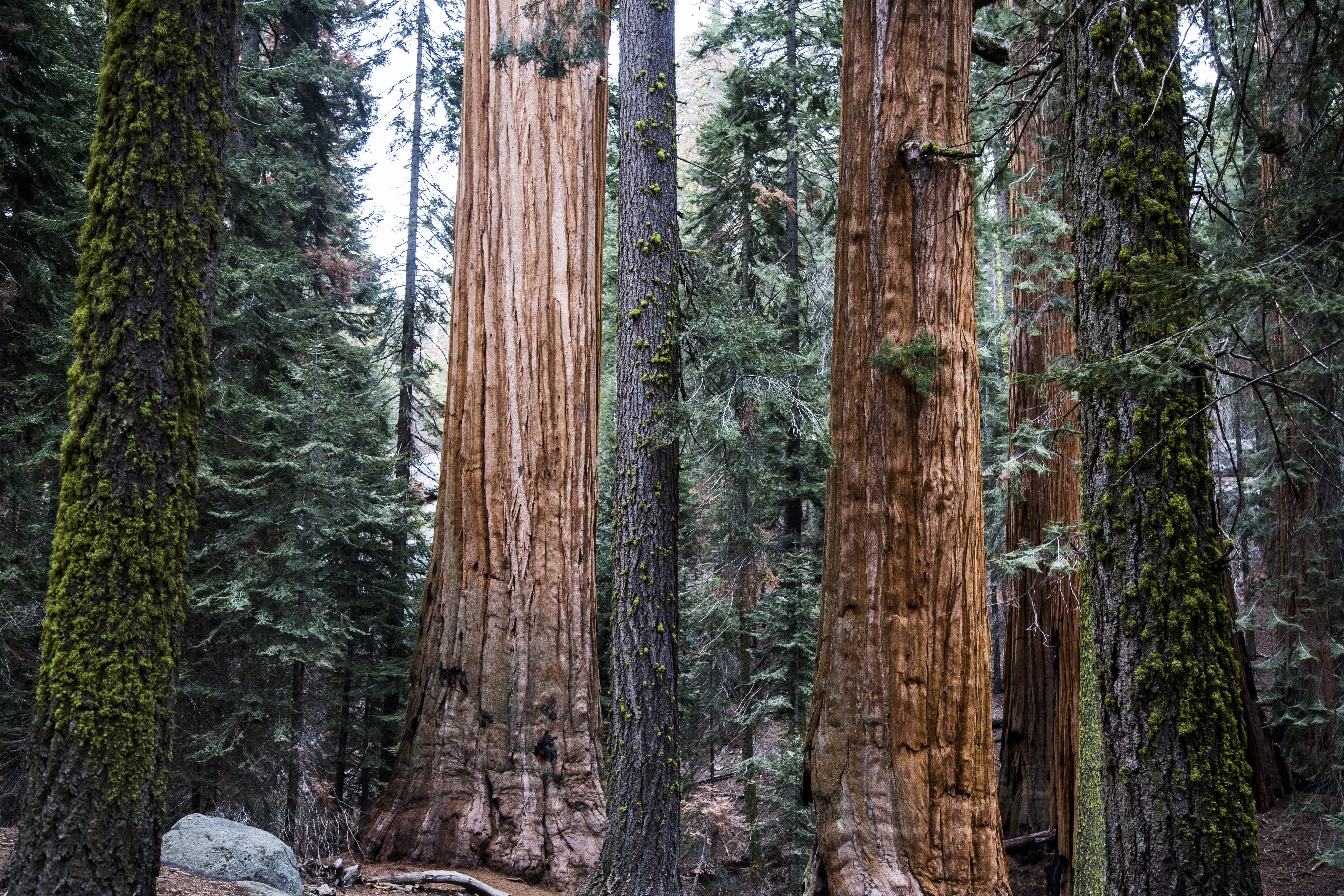 trunks, evergreen tree, pine tree, giant, day, non-urban scene, national park, sequoia, huge, woodland, trees, tree trunk, tall, pine woodland, 5K, forest, HD Wallpaper
