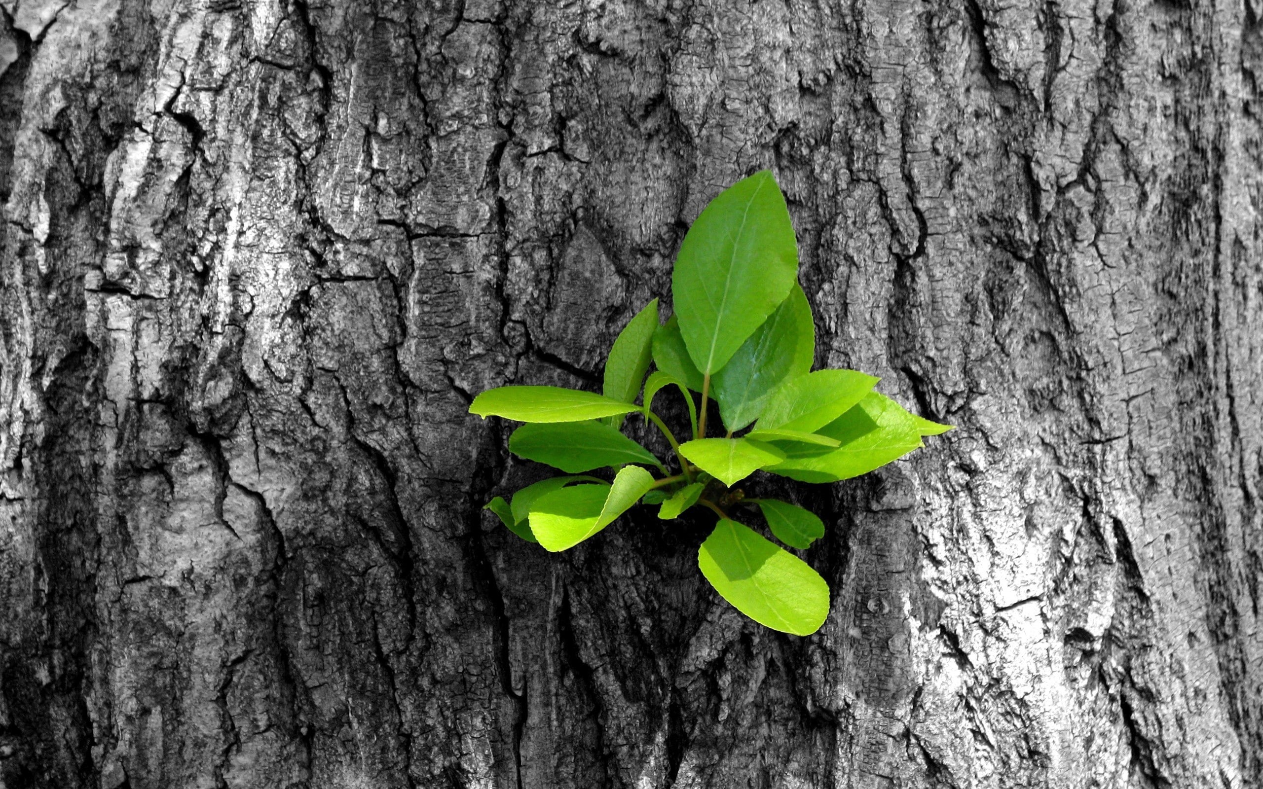 tree trunk, plant bark, close-up, green color, 2K, wood - material, plants, plant, leaves, tree, selective coloring, nature, outdoors, bark, no people, HD Wallpaper