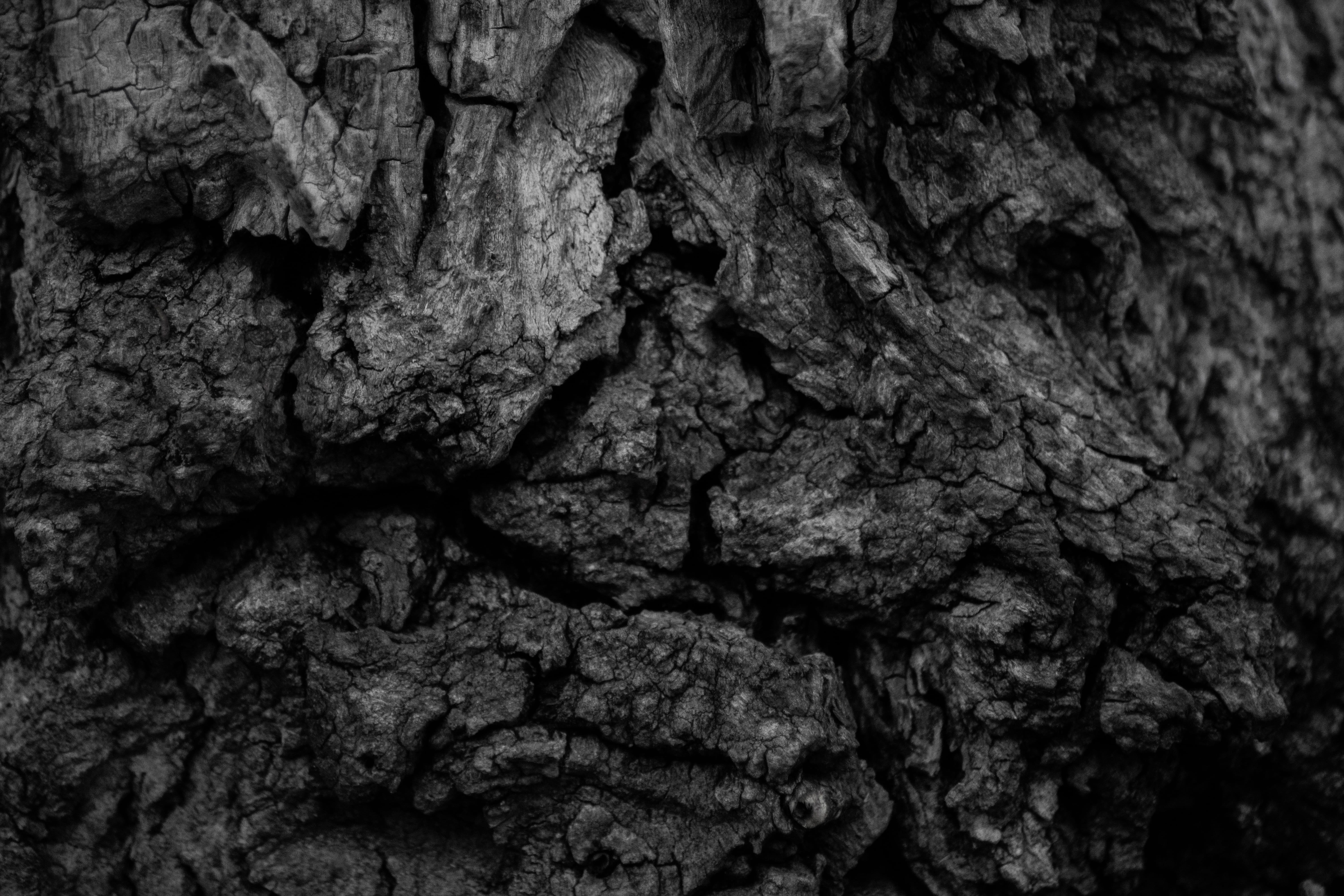 vigo, tree, no people, backgrounds, 5K, day, plant bark, plant, text, natural pattern, textura, trunk, spain, nature, full frame, tree trunk, brown, pattern, HD Wallpaper