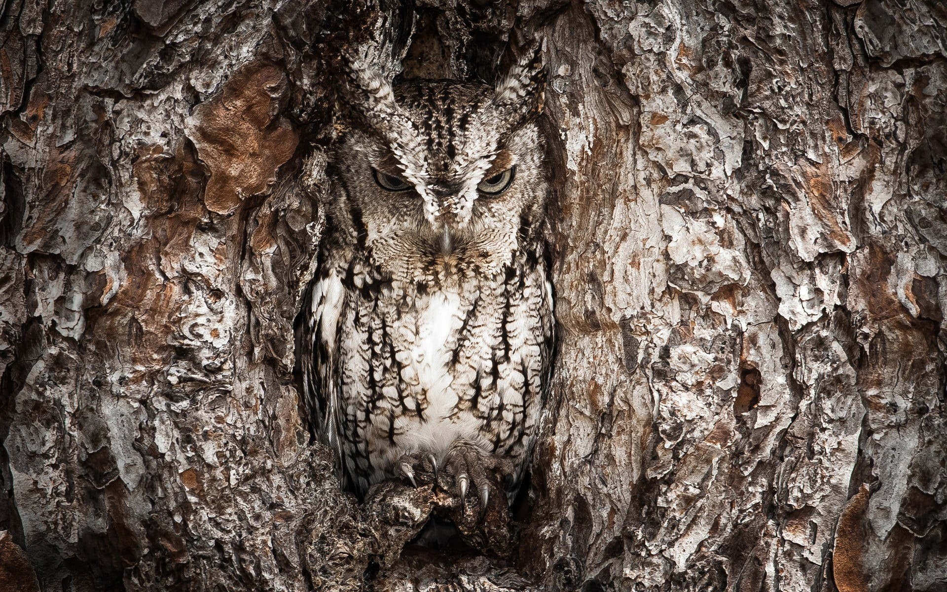 full frame, no people, cave, plant bark, nature, wood - material, tree, hole, gray, backgrounds, outdoors, trunk, close-up, bark, owl, day, pattern, textured, HD Wallpaper
