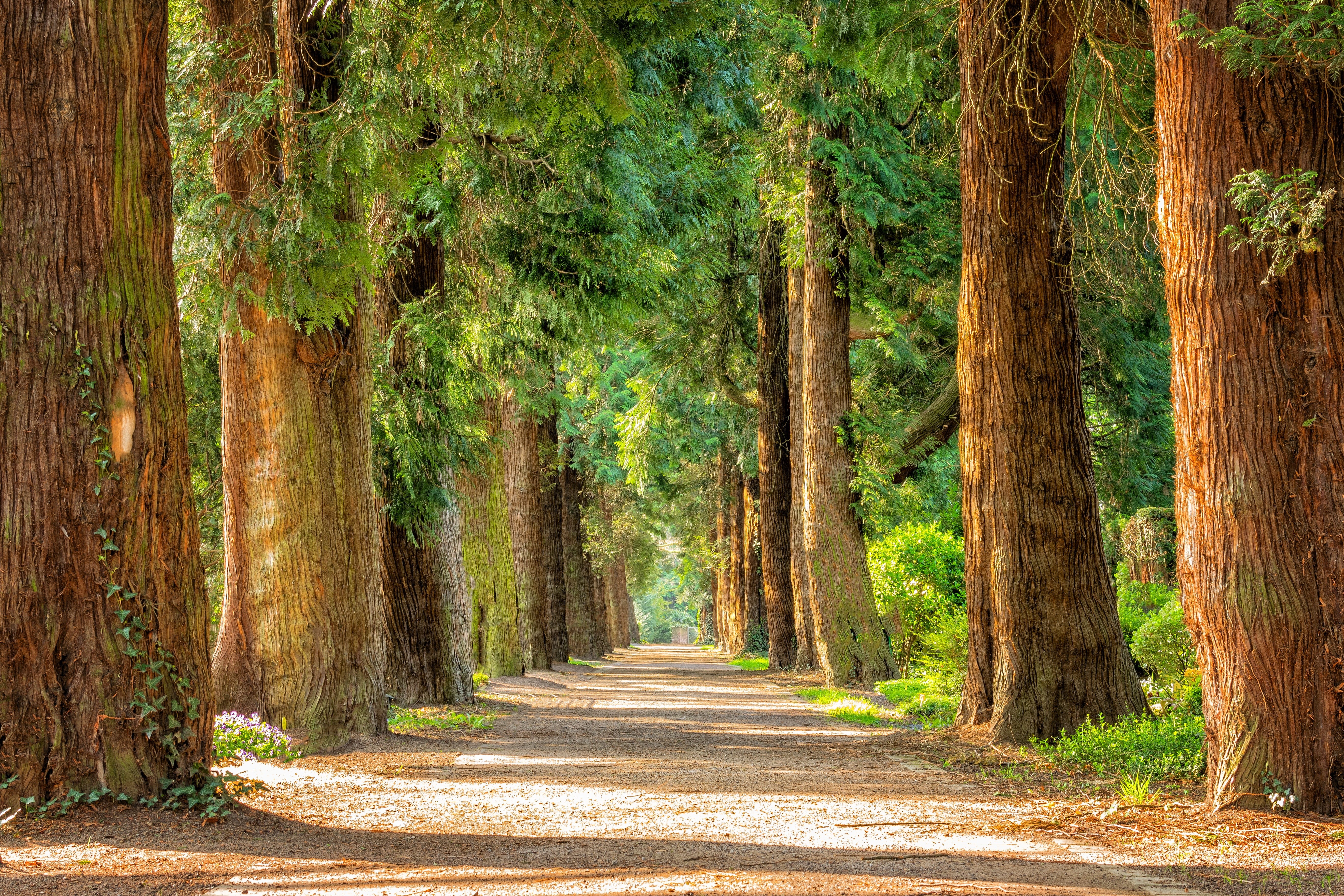 mood, trees, no people, away, direction, avenue, melatenfriedhof, 5K, pathway, beautiful, bamboo - plant, leaf, green color, hiking, land, wooden, trunk, HD Wallpaper
