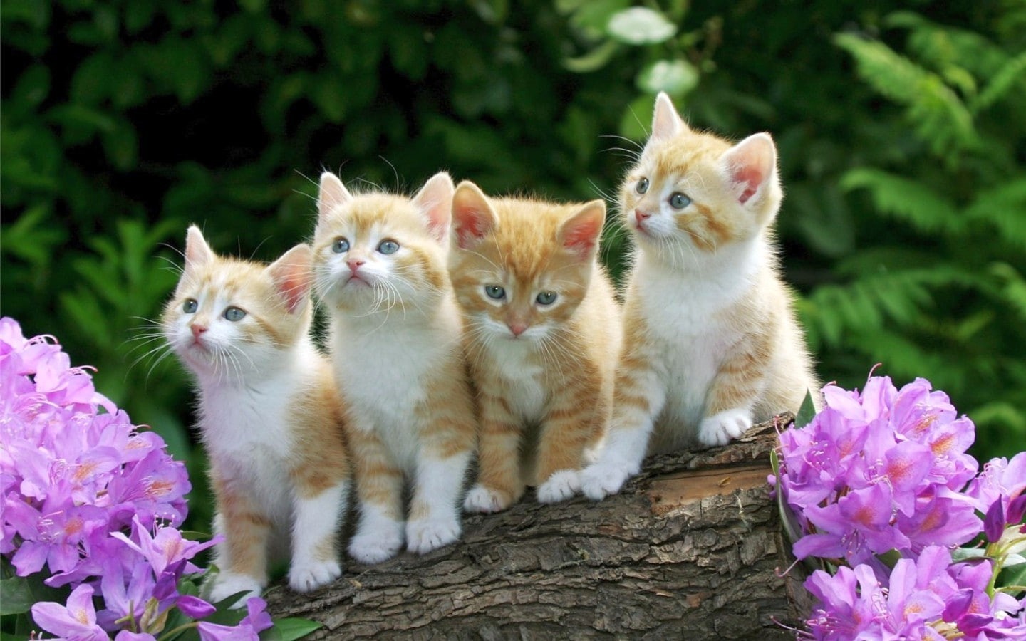 flowers, kittens, 720P, nature, tree bark, bokeh, animals, HD Wallpaper