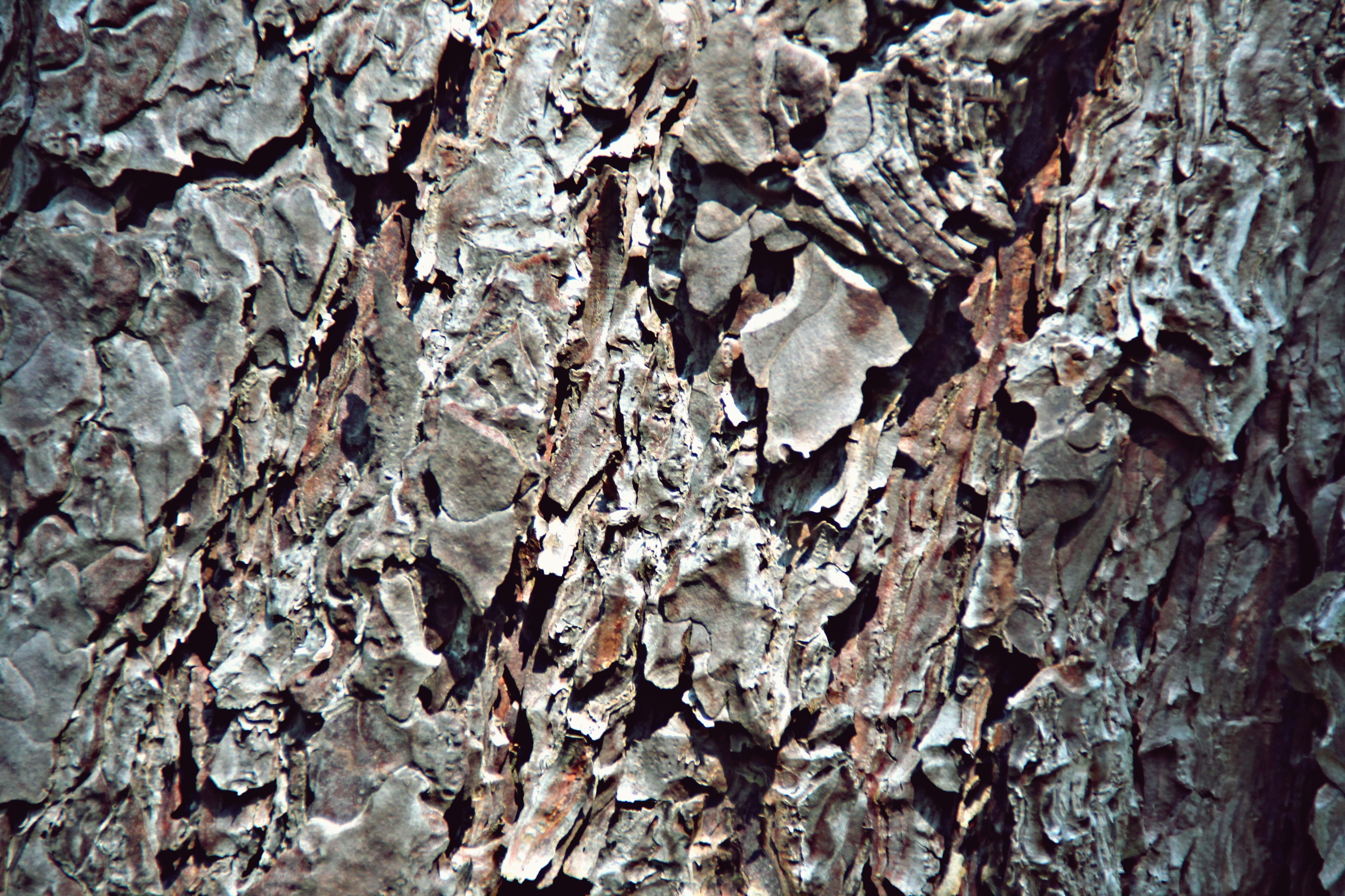 plant, rough, brown, no people, natural pattern, plant bark, detail, tree trunk, wood - material, texture, day, 4K, trunk, nature, backgrounds, full frame, HD Wallpaper