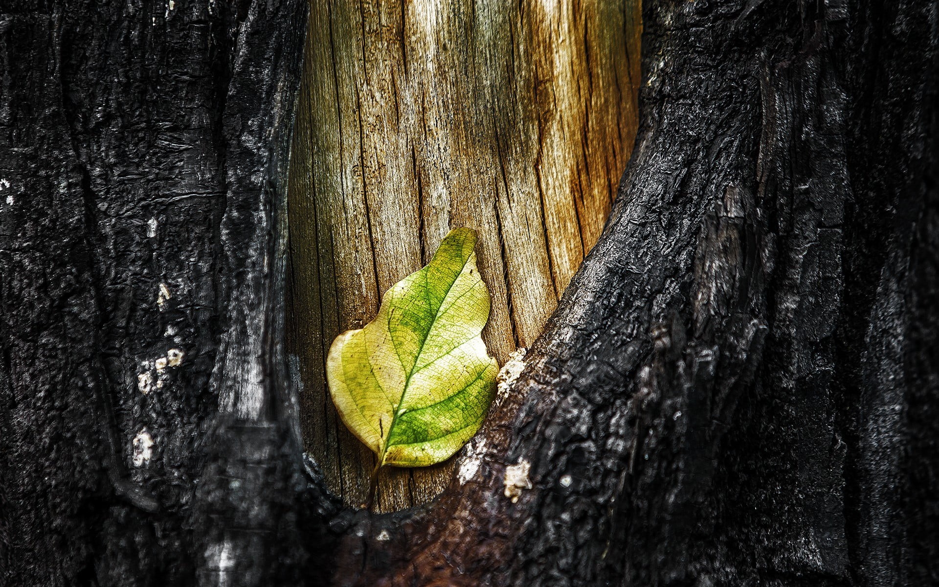 green color, green, wood - material, tree trunk, plant, growth, day, no people, natural pattern, trees, textured, outdoors, 1080P, close-up, plant part, HD Wallpaper