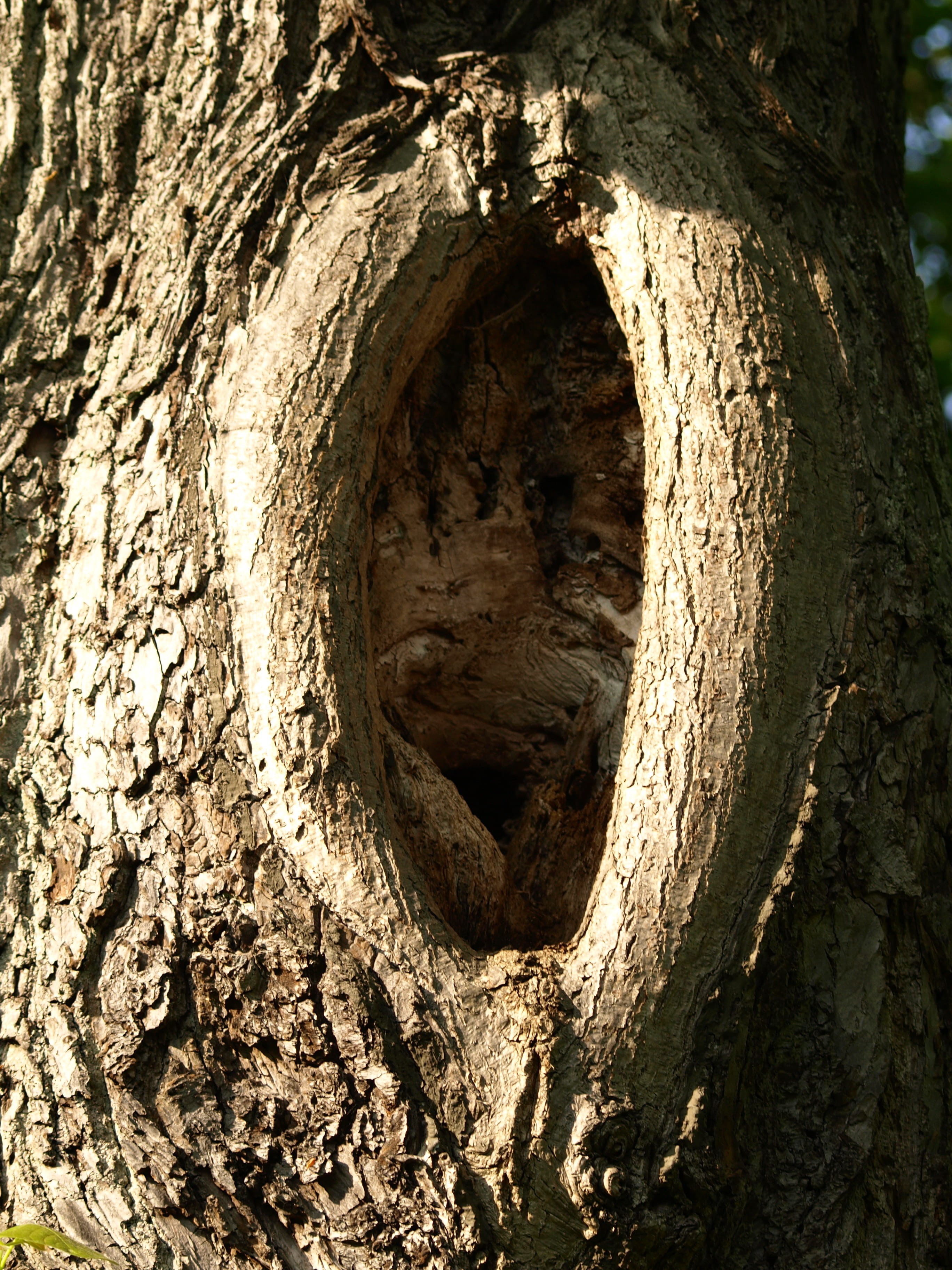 sunlight, plant, tree hole, Knothole, textured, close-up, rough, natural pattern, pattern, plant bark, bark, 2K, tree trunk, Log, trunk, gnarled, tree, Phone HD Wallpaper