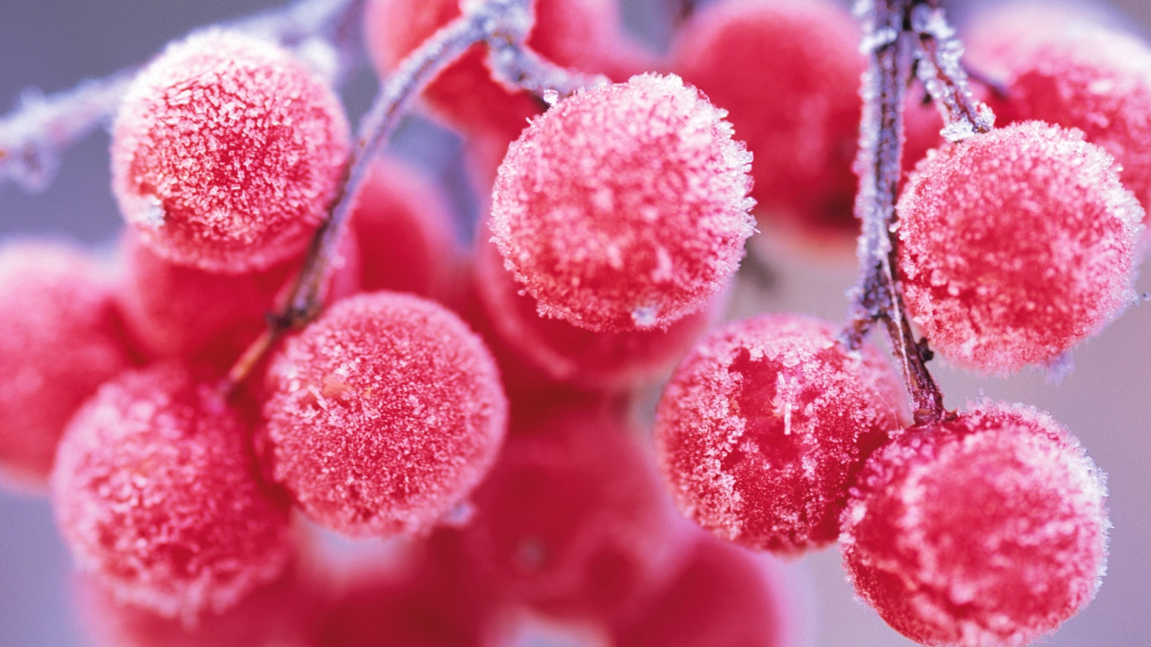 berries, frost, branch, winter, close up, 4K, berry, rowan, macro photography, fruit, HD Wallpaper