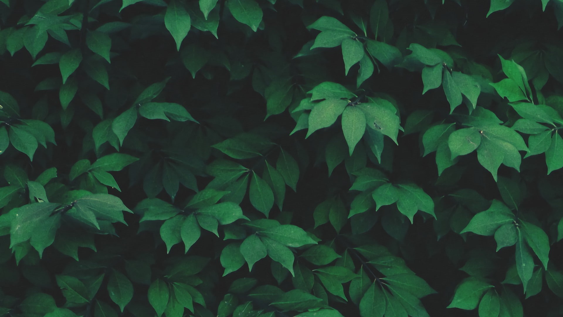 1080P, plants, nature, solo, green, leaves, HD Wallpaper