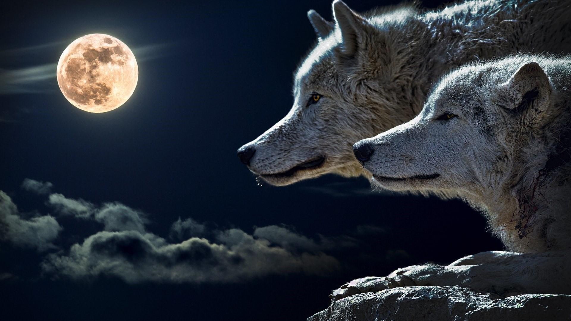 atmosphere, nature, wild animals, darkness, 1080P, wildlife, sky, full moon, wolves, wolf, moon, night, midnight, moonlight, gray wolf, HD Wallpaper