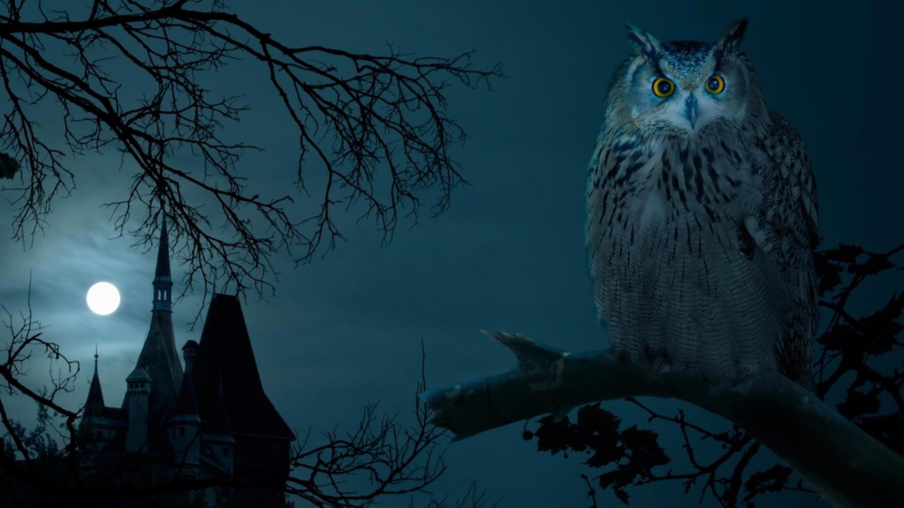 halloween, branch, darkness, illlustration, bird, full moon, 4K, night sky, moonlight, owl, night, tree, castle, beak, bird of prey, moon, sky, midnight, HD Wallpaper