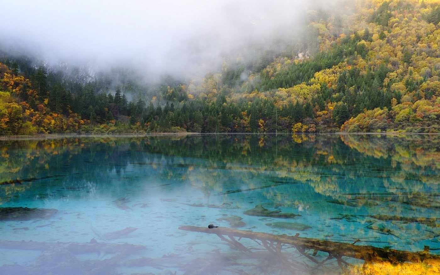 fall, beauty in nature, nature, change, land, tranquil scene, coniferous tree, fog, forest, water, reflection, pine tree, autumn, body, turquoise, pine woodland, HD Wallpaper