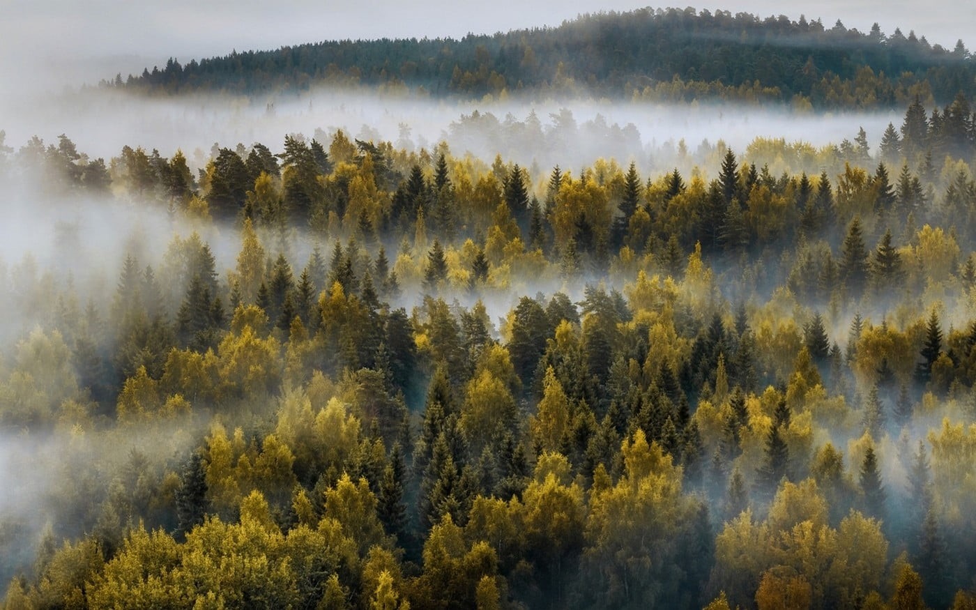 forest, no People, leaf, plant, hill, mist, landscape, scenics, growth, autumn, sunset, trees, 720P, pine woodland, green, sunlight, season, backgrounds, HD Wallpaper