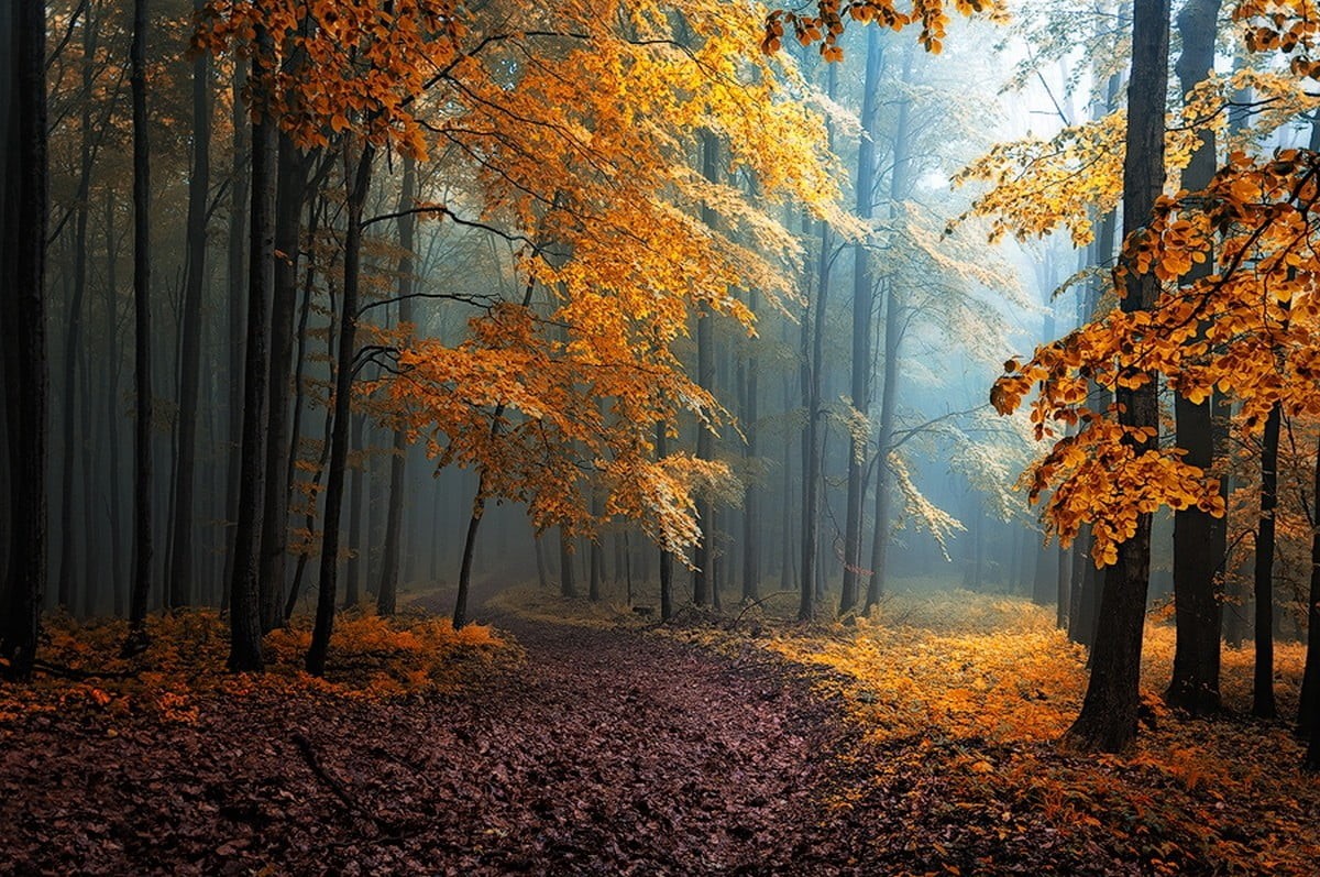 season, tranquil Scene, sun rays, land, brown, change, 480P, plant, no People, colors, branch, falling, landscape, sunlight, outdoors, woodland, nature, HD Wallpaper