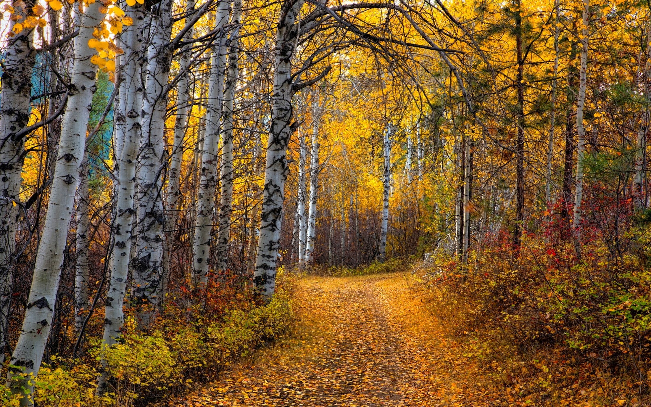 tranquil scene, shrubs, autumn collection, tranquility, plant, birch, the way forward, land, autumn, growth, Aspen, dirt road, beauty in nature, non-urban scene, HD Wallpaper